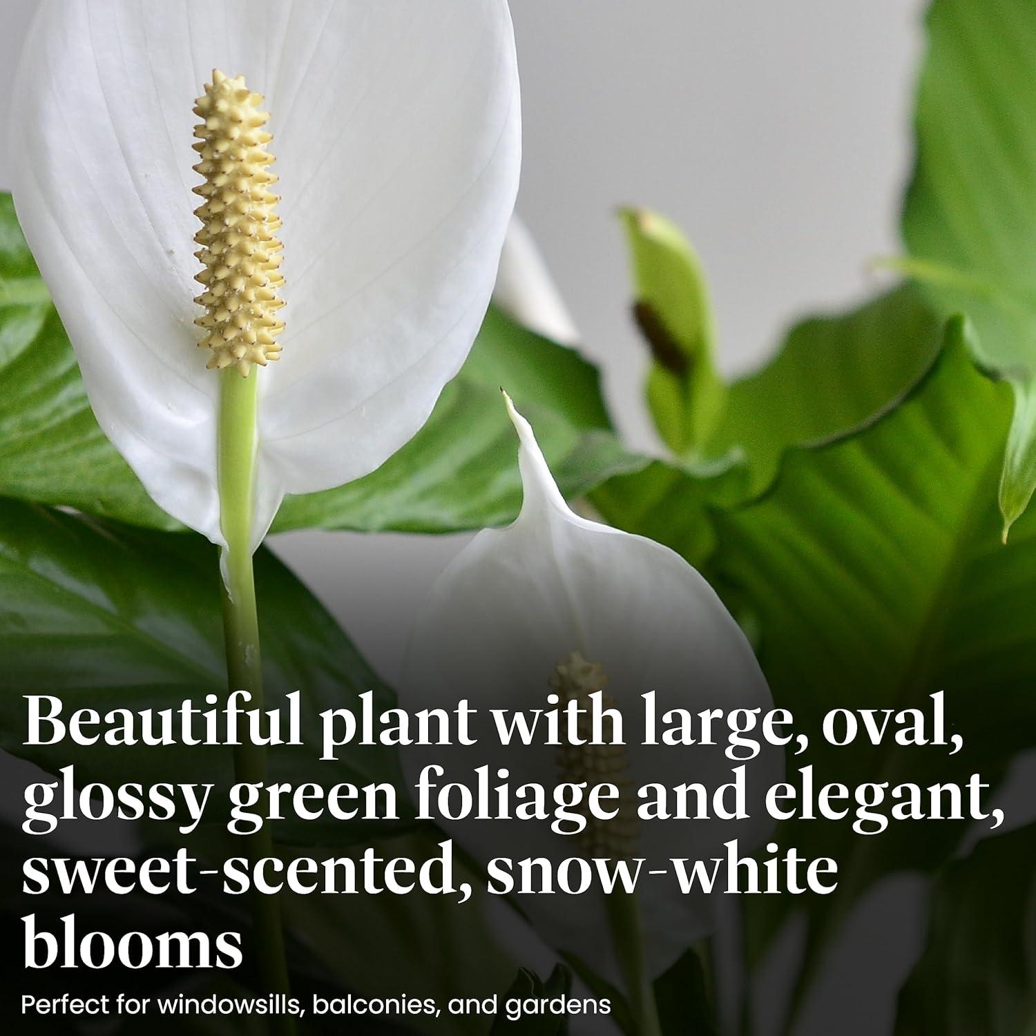 American Plant Exchange Spathiphyllum Peace Lily, Live Flowering Plant, 6-Inch Pot, Low-Light, Easy Care, Air-Purifying Houseplant