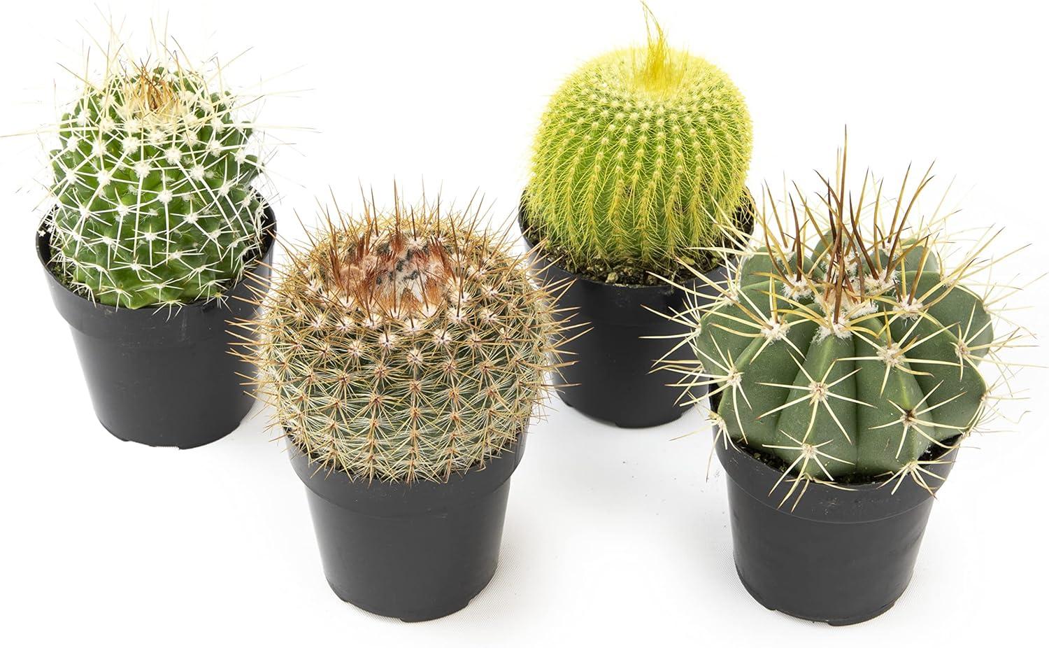 Altman Plants Live Cactus Plants 4-Pack - Succulent Plant - Full Sun - Live Plants - 2.5-Inch Pots