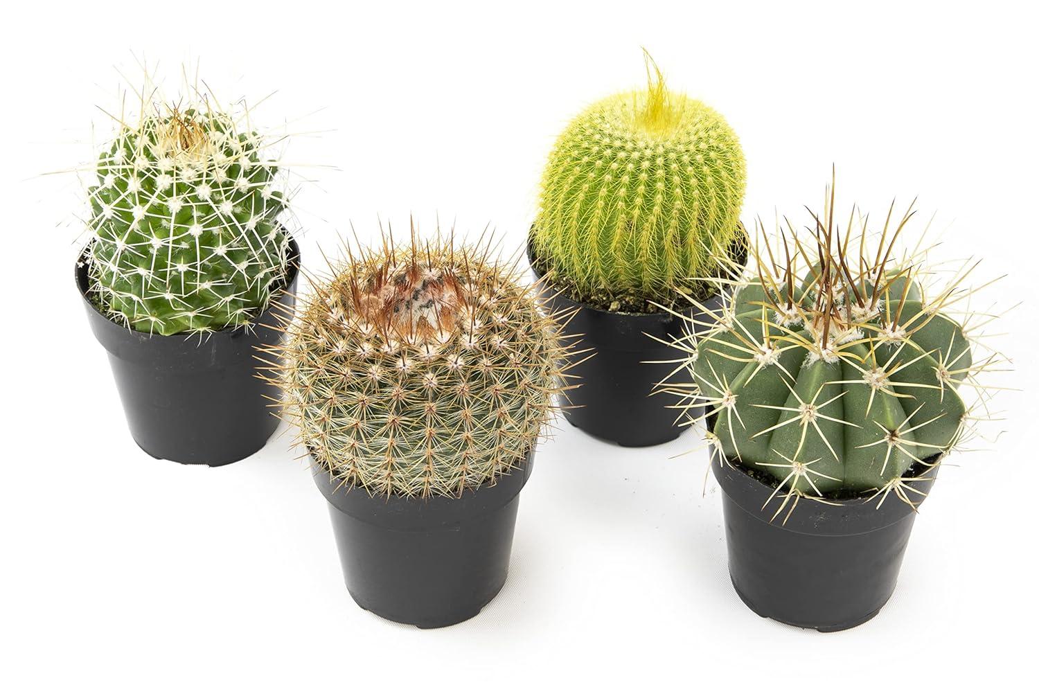 Altman Plants Live Cactus Plants 4-Pack - Succulent Plant - Full Sun - Live Plants - 2.5-Inch Pots