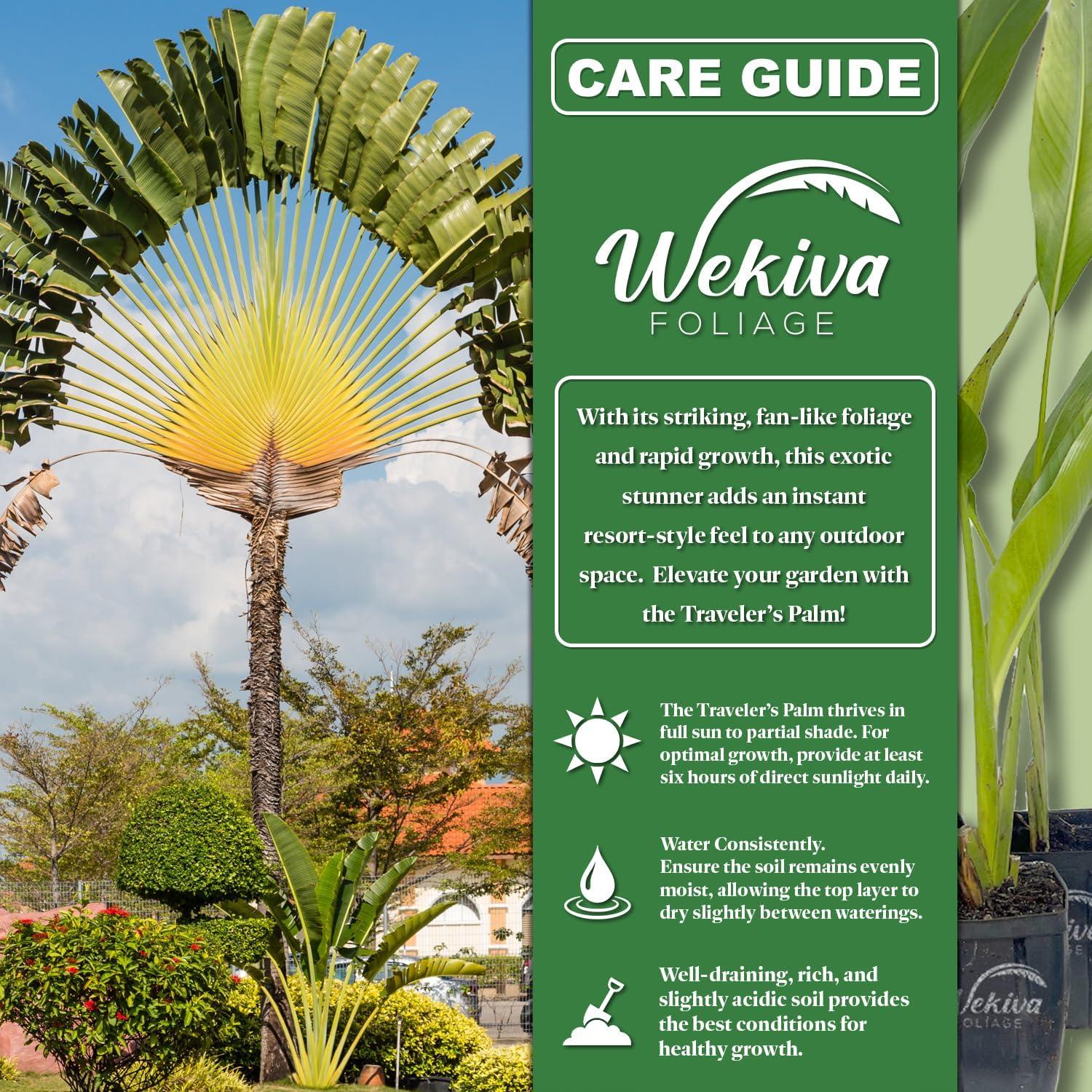 Travelers Palm - 2 Live Plants in 4 Inch Growers Pots - Ravenala Madagascariensis - Rare Ornamental Palms of Florida