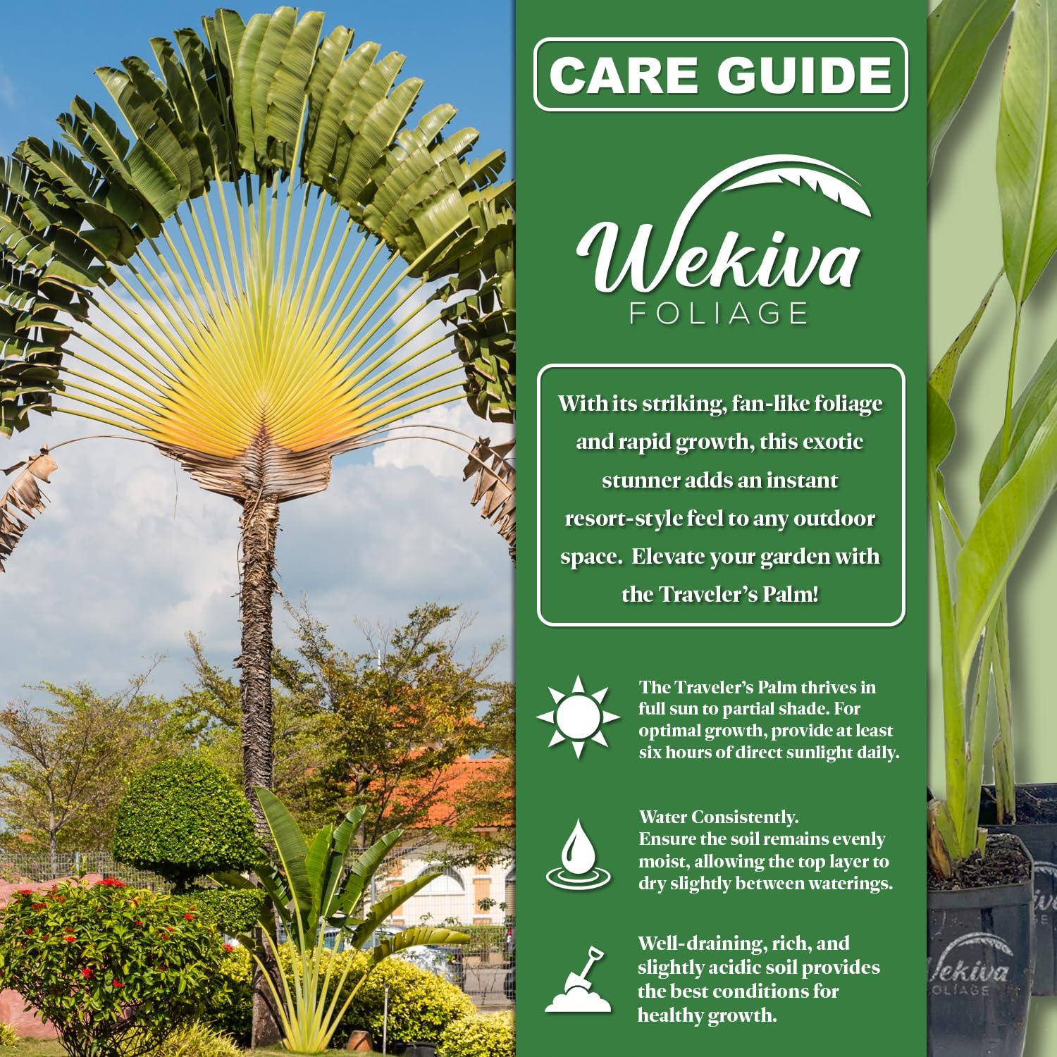 Travelers Palm - 2 Live Plants in 4 Inch Growers Pots - Ravenala Madagascariensis - Rare Ornamental Palms of Florida