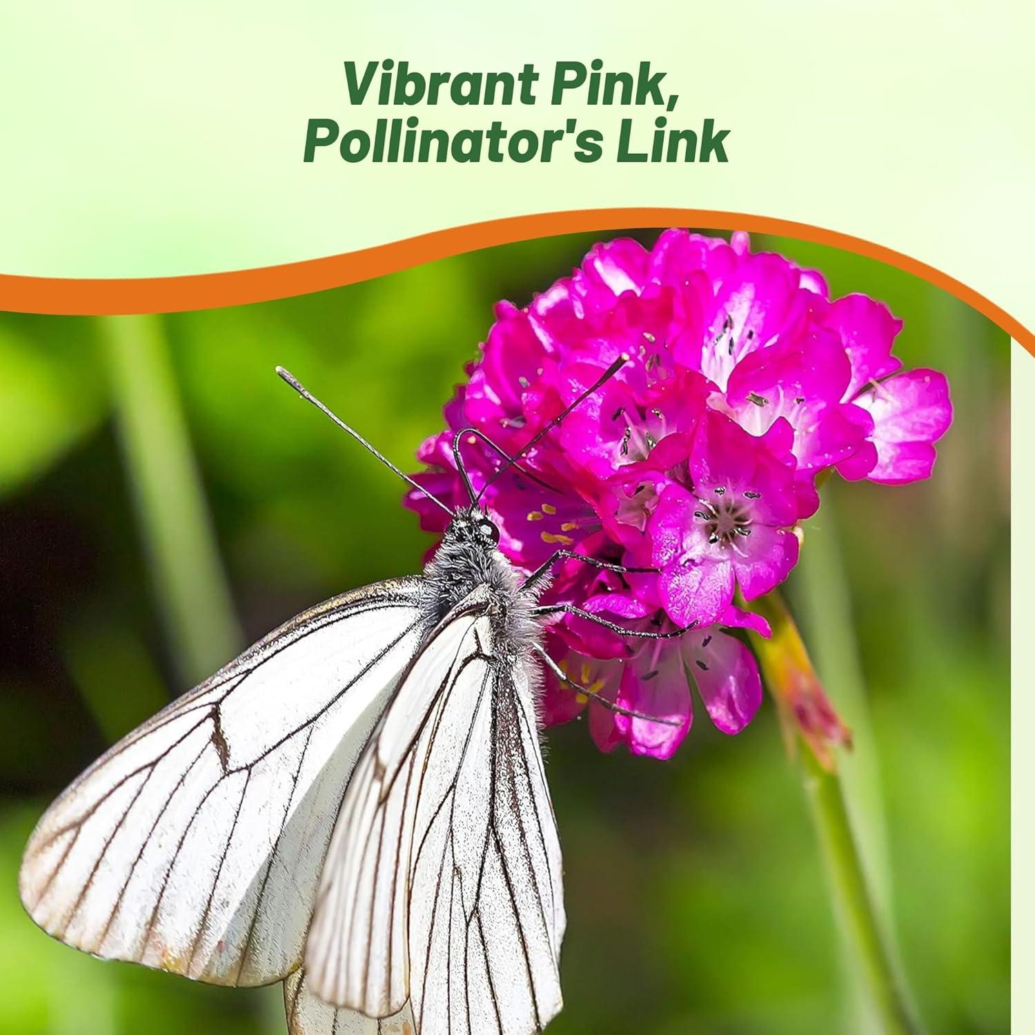 Outsidepride Perennial Armeria Maritima Ground Cover Plant Seed for Full Sun - 2000 Seeds