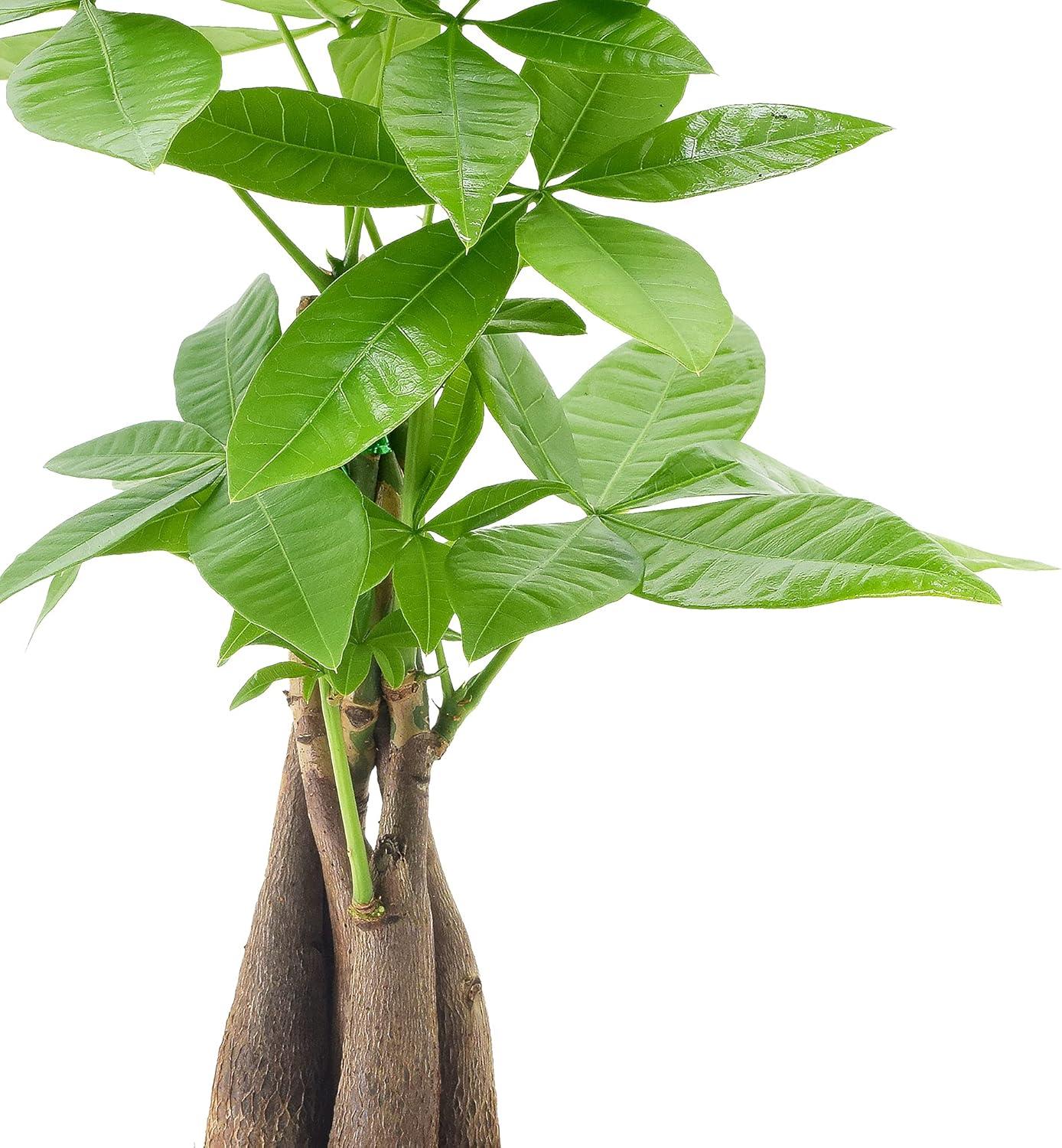 Arcadia Garden Products Live Money Tree (Pachira Aquatica) (Jade Plant) Plant in Ceramic Planter