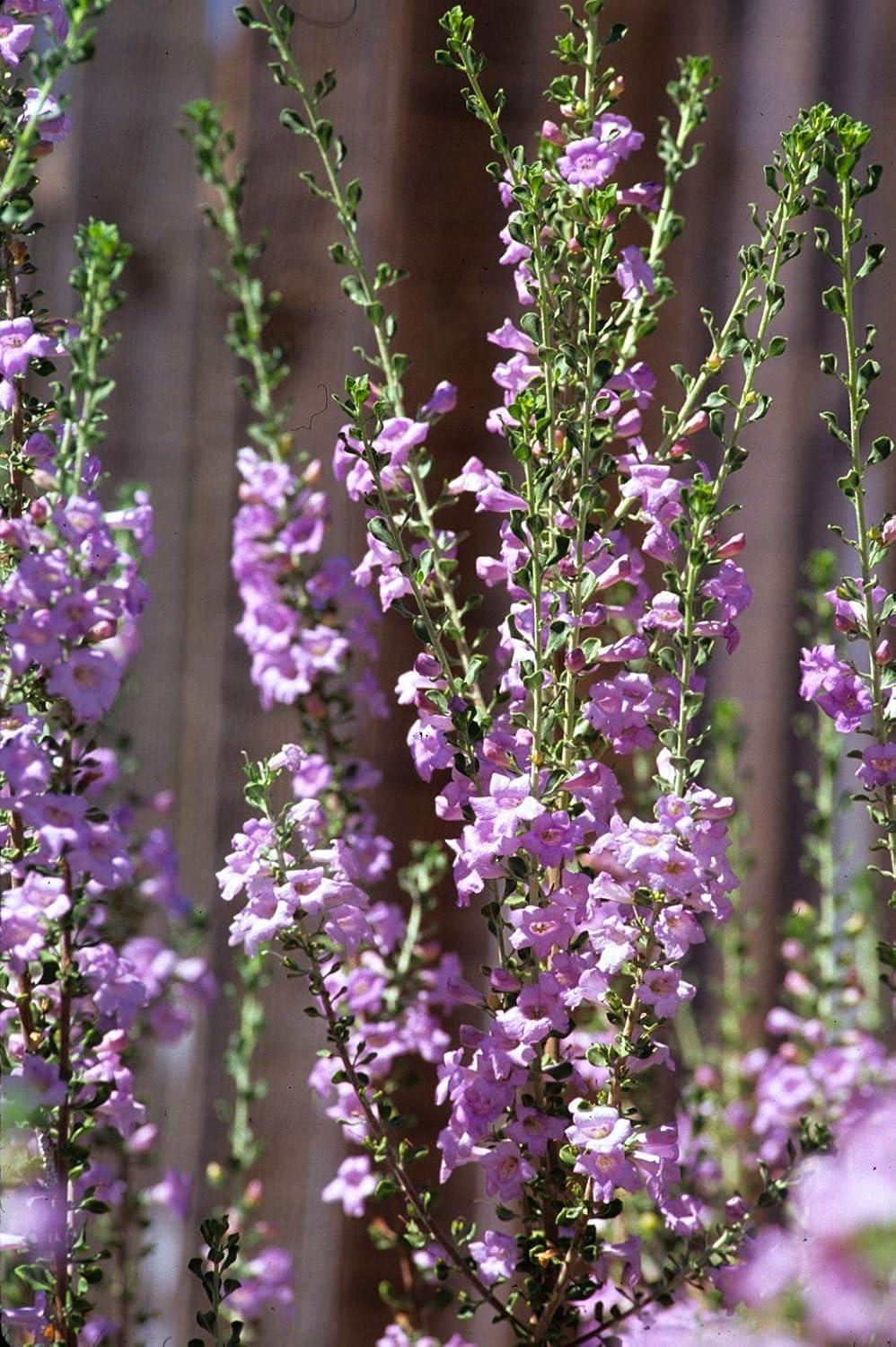 Texas Sage Outdoor Flowering Shrub with Silver Foliage