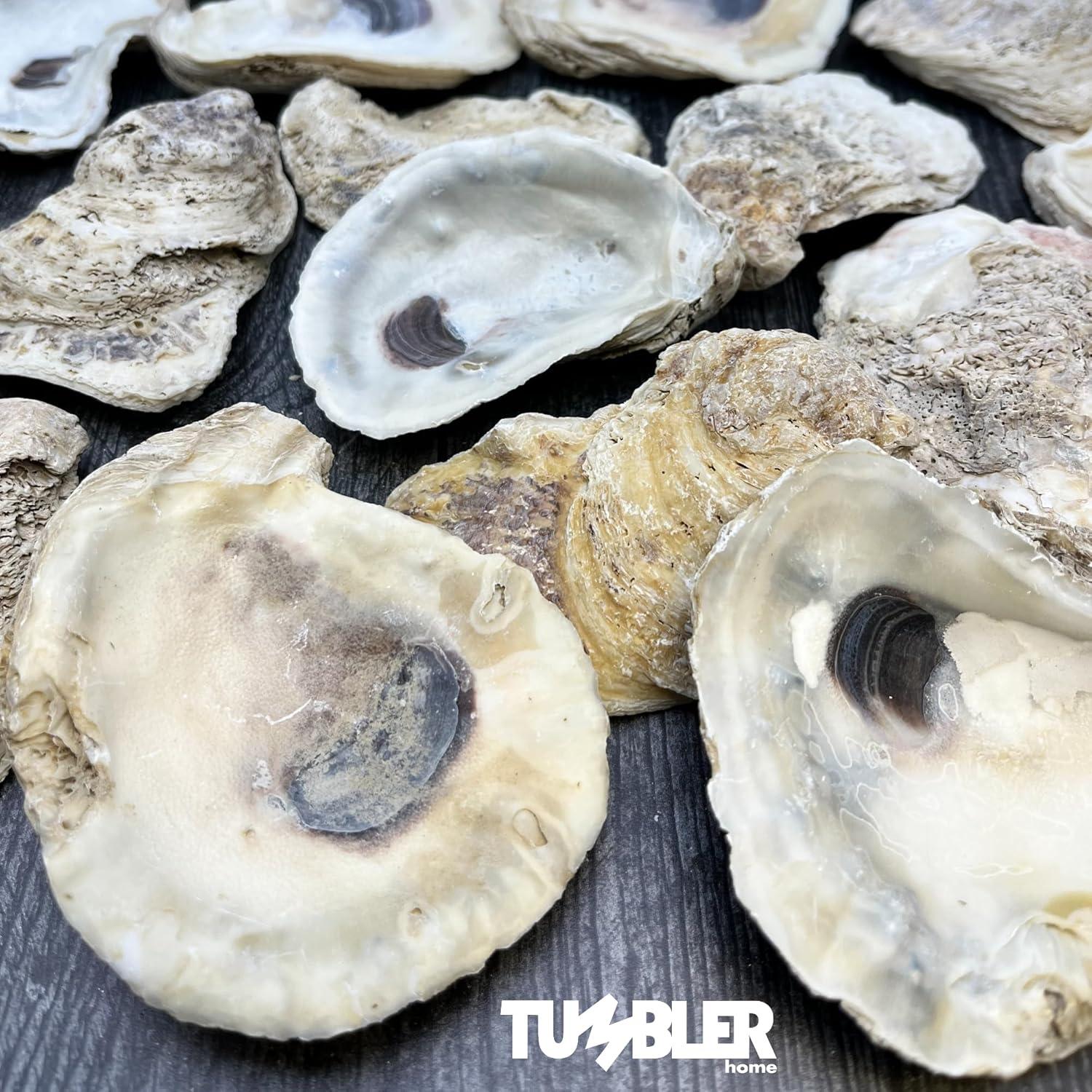 Oyster Shells for Crafts, 3" - 4" Large Oyster Shells, 20PCS Bulk Bag for DIY Crafting, Decoupage, Christmas Ornaments, Wreaths, Weddings, Beach Decor Arts & Crafts. Farmed in USA