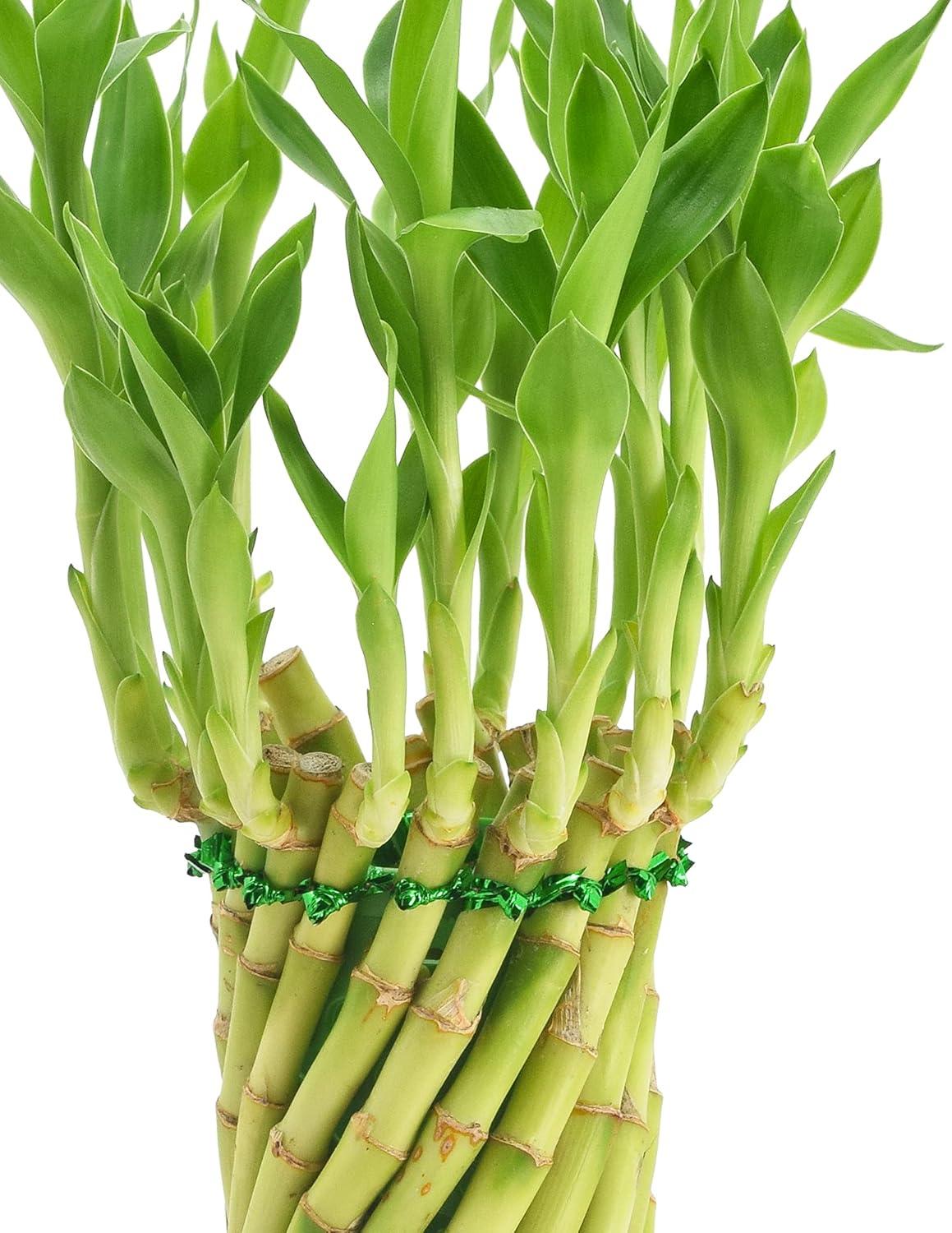 Arcadia Garden Products Arcadia Garden Products Carolina Live Bamboo Plant in Ceramic Planter