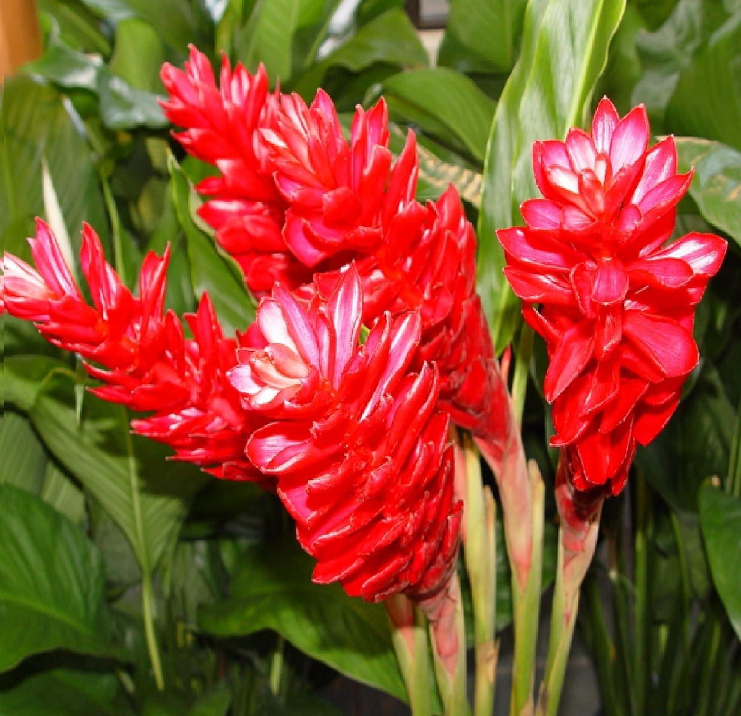 Red Alpinia Purpurata Ginger Plant Bulb 1 PK (2 Roots Each 2"-4" Long) Shade & Sun