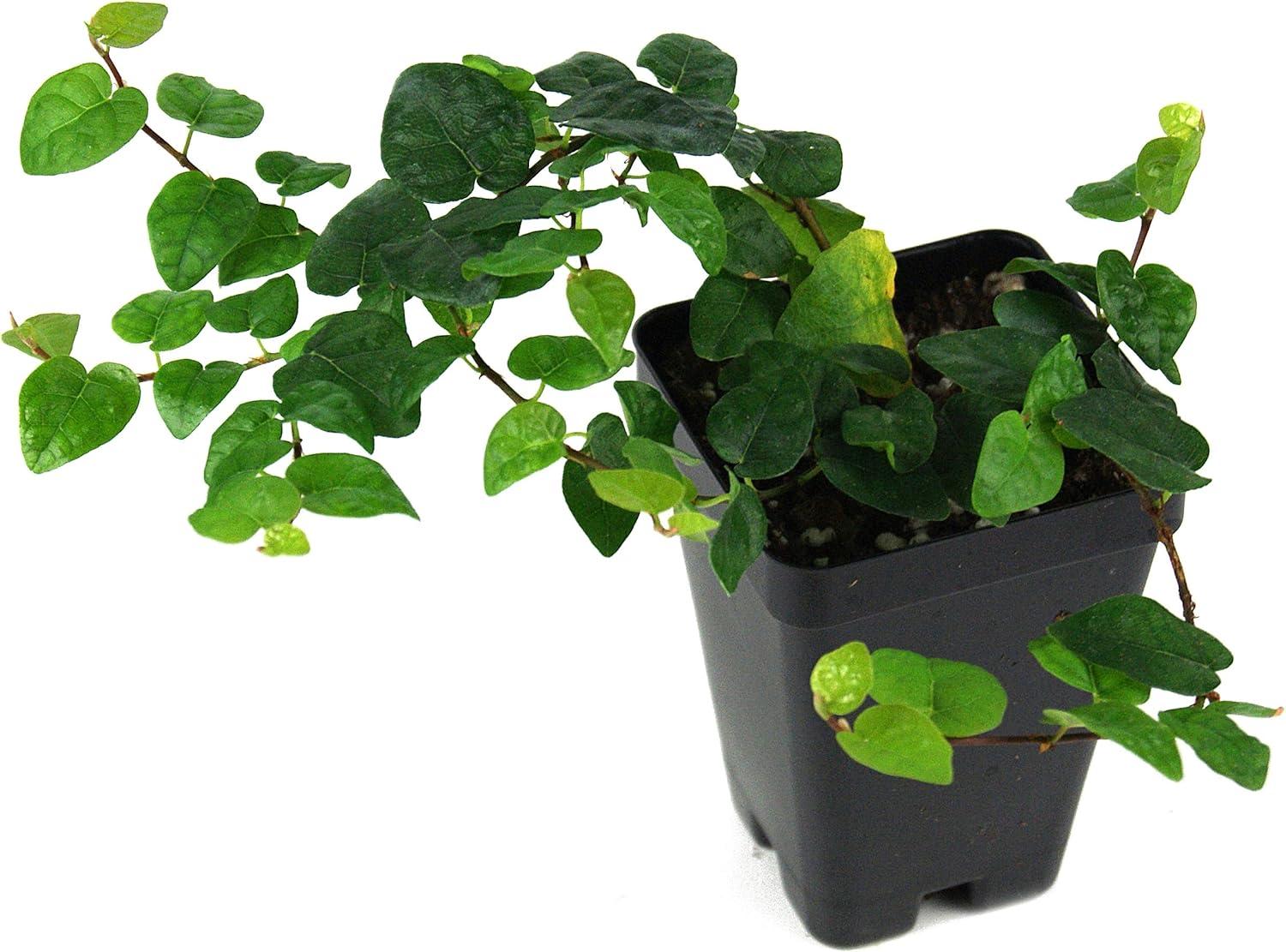 Pet Friendly Green Ficus Pumila Creeping Fig Plant in Pot