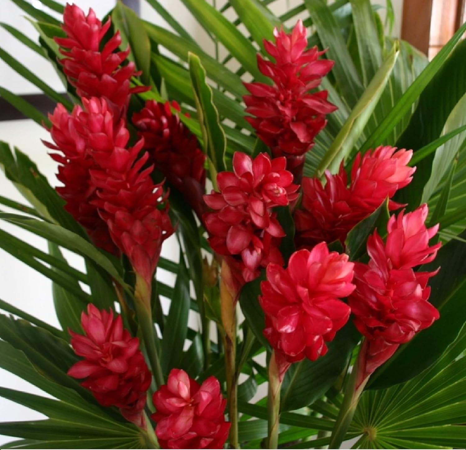 Red Alpinia Purpurata Ginger Plant Bulb 1 PK (2 Roots Each 2"-4" Long) Shade & Sun