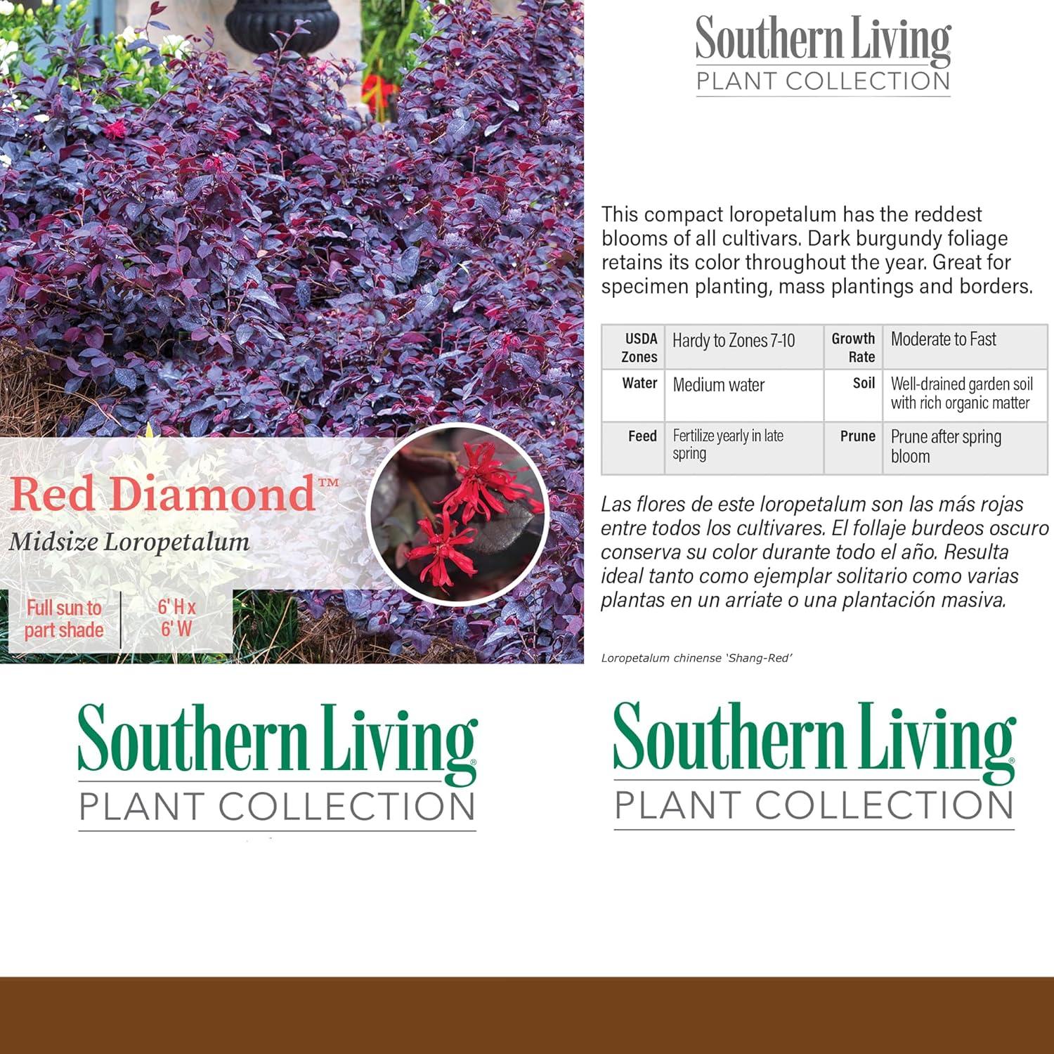 Southern Living Red Diamond Loropetalum Live Shrub in 2-Gallon Grower Pot