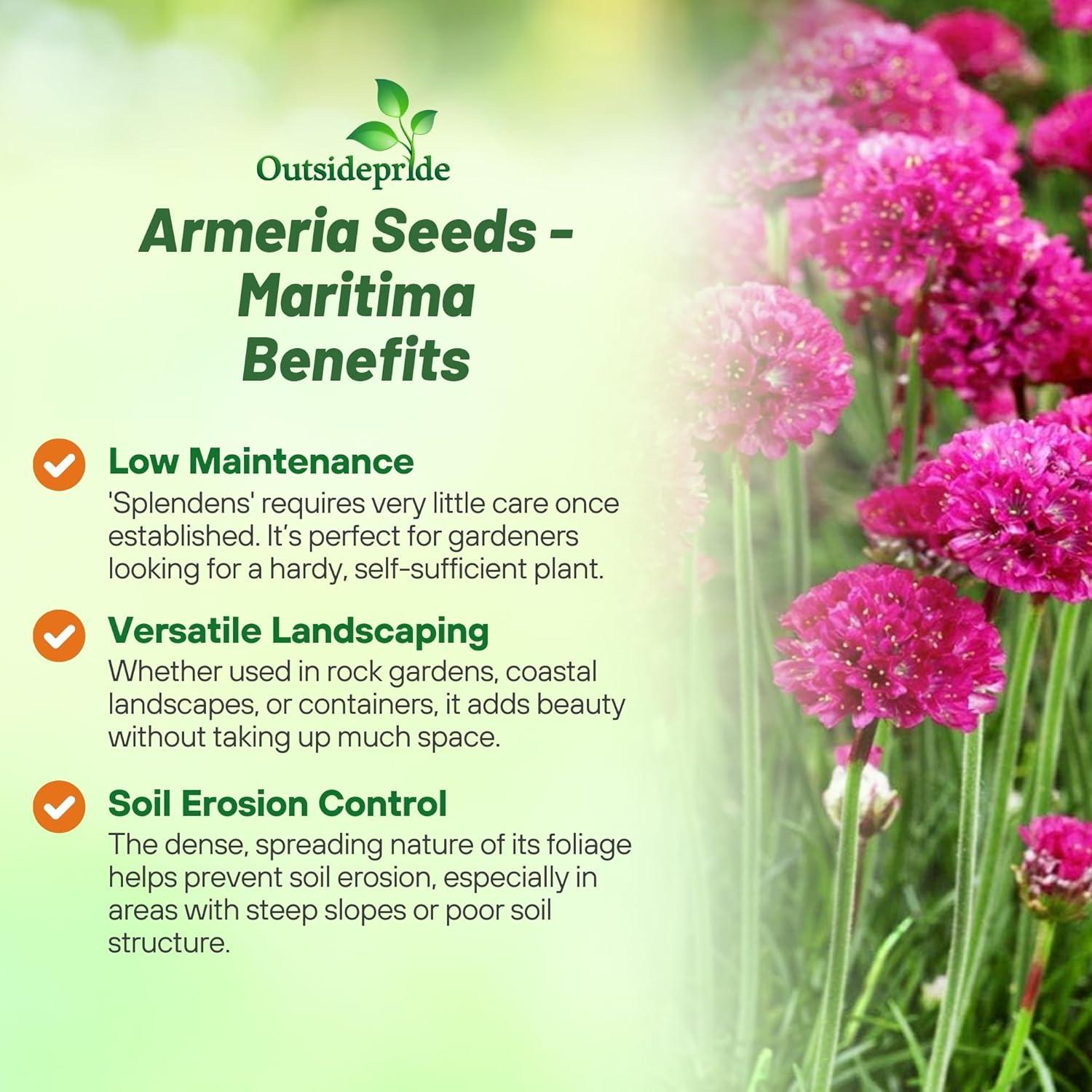 Outsidepride Perennial Armeria Maritima Ground Cover Plant Seed for Full Sun - 2000 Seeds