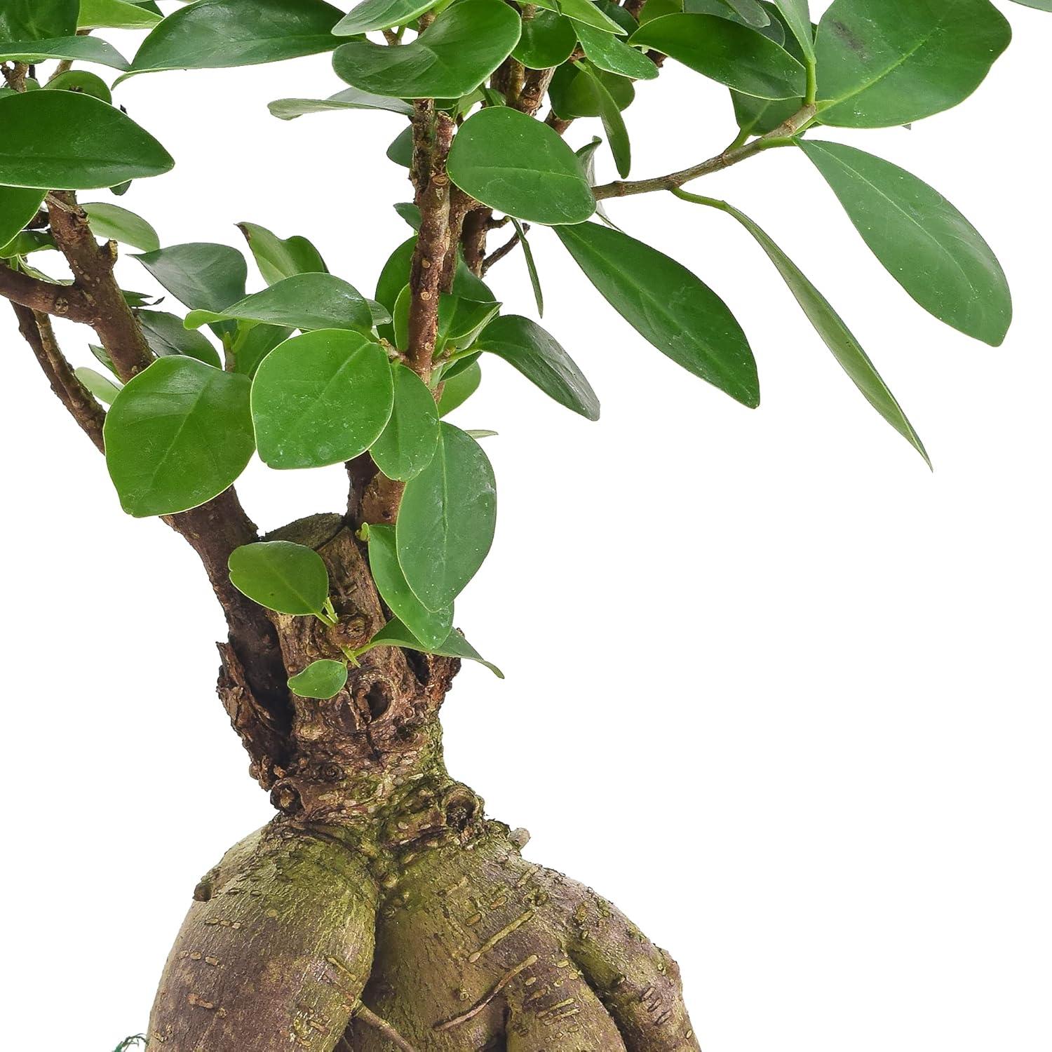 Small Green Ficus Bonsai in Ceramic Planter