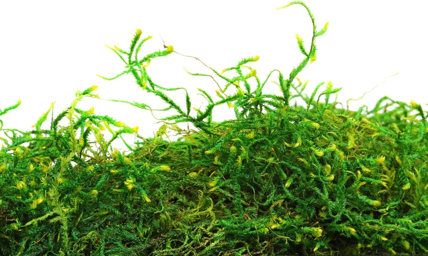 SuperMoss Preserved Forest Moss Decorative Filler: Basket Liner, Soil Topper, Craft Projects - Green