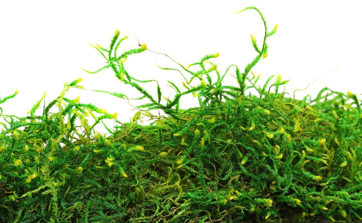 SuperMoss Preserved Forest Moss Decorative Filler: Basket Liner, Soil Topper, Craft Projects - Green