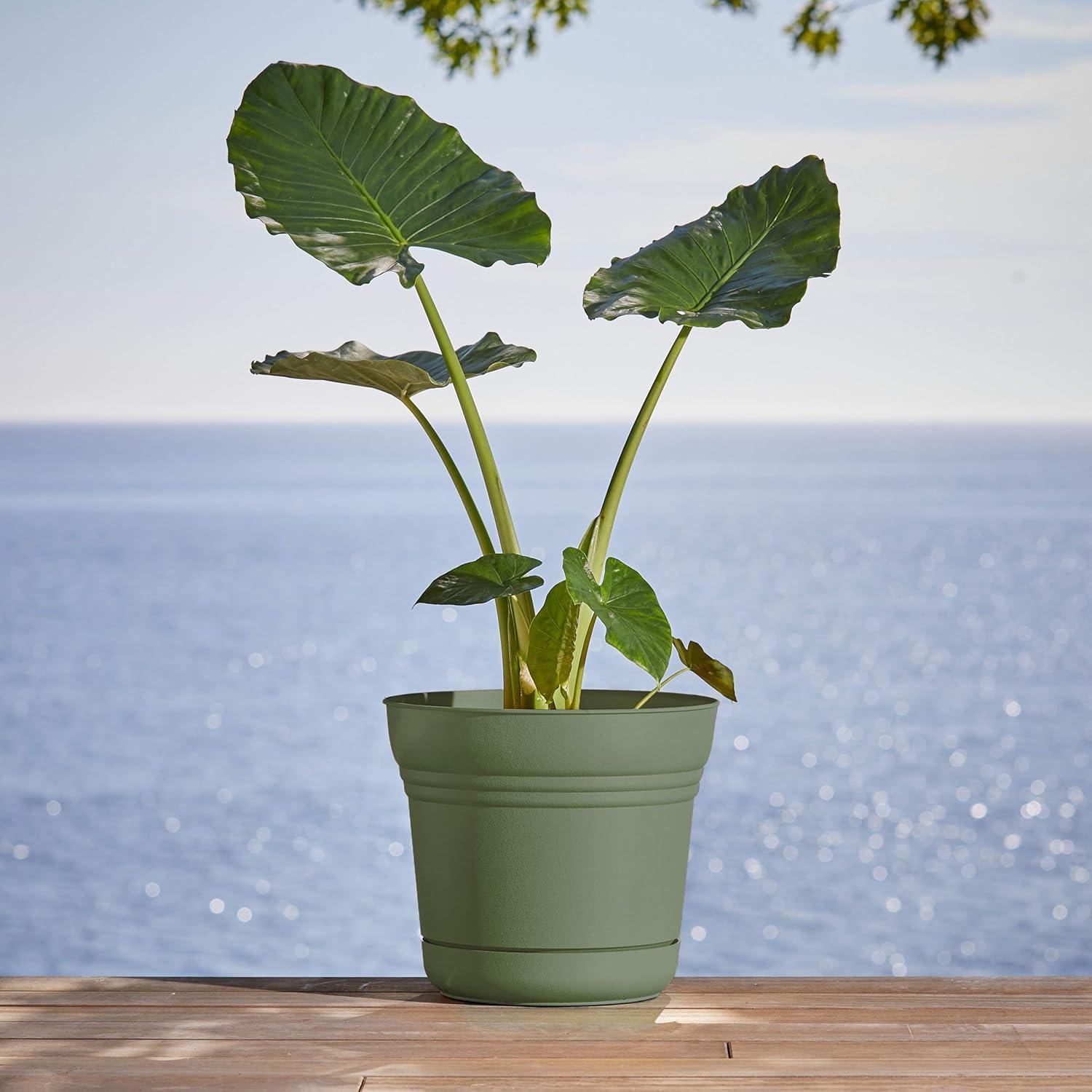 Saucer Plant Stand