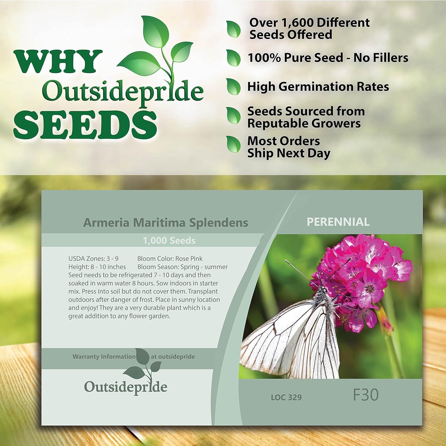 Outsidepride Perennial Armeria Maritima Ground Cover Plant Seed for Full Sun - 2000 Seeds