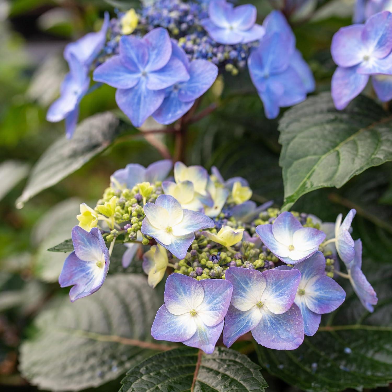 Compact Endless Summer Hydrangea 'Pop Star' - 2 Gallon Blue Lacecap