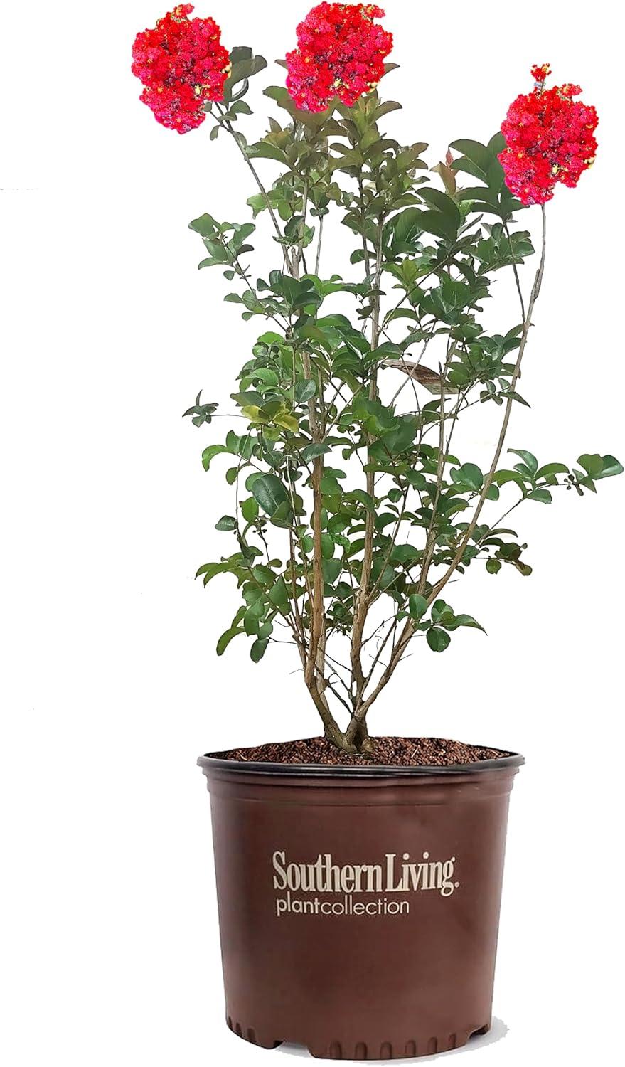 Miss Frances Red Flowering Crape Myrtle Tree in 3-Gallon Pot