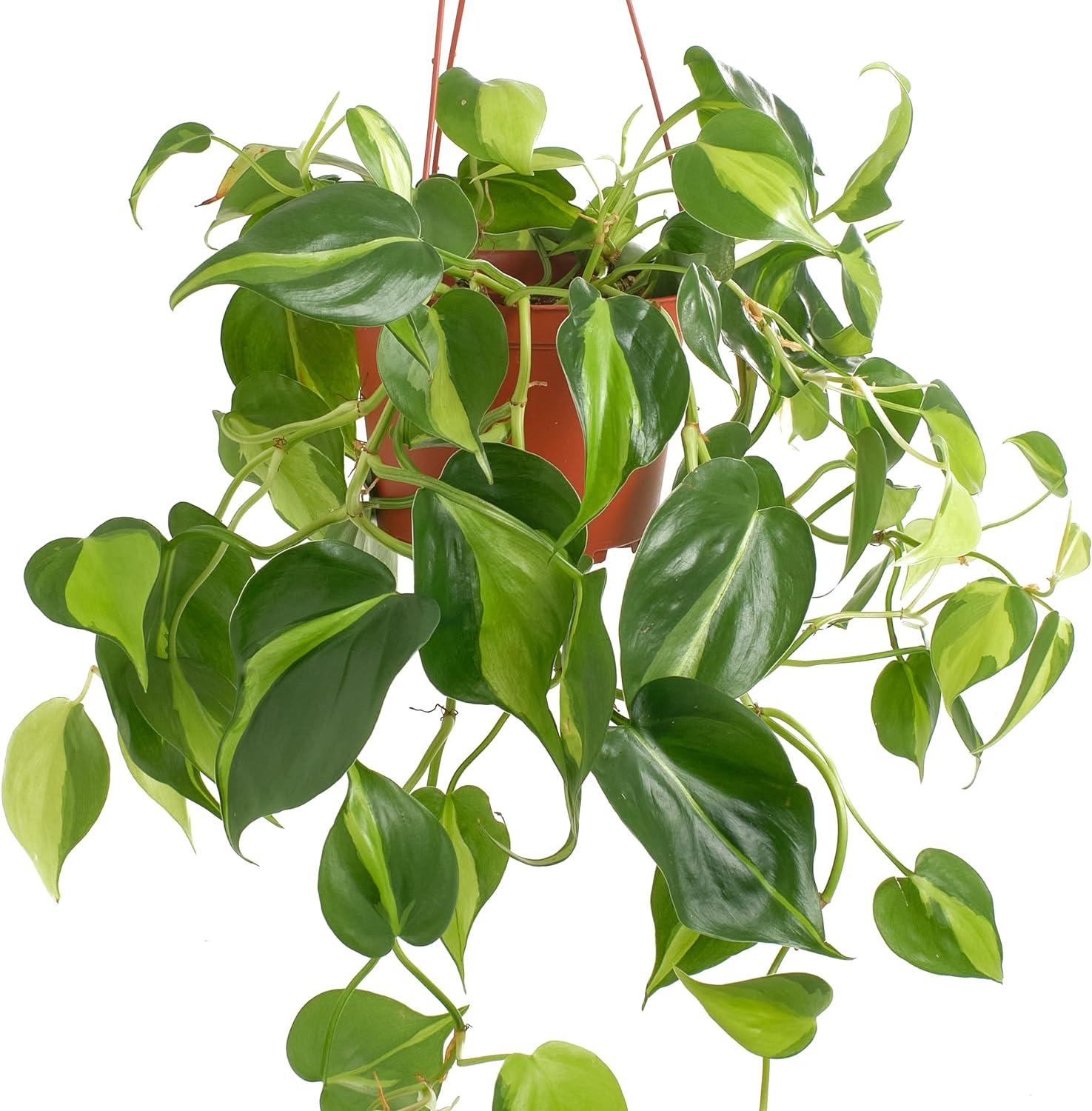 Large Green and Yellow Philodendron Brasil in Brown Grower Pot