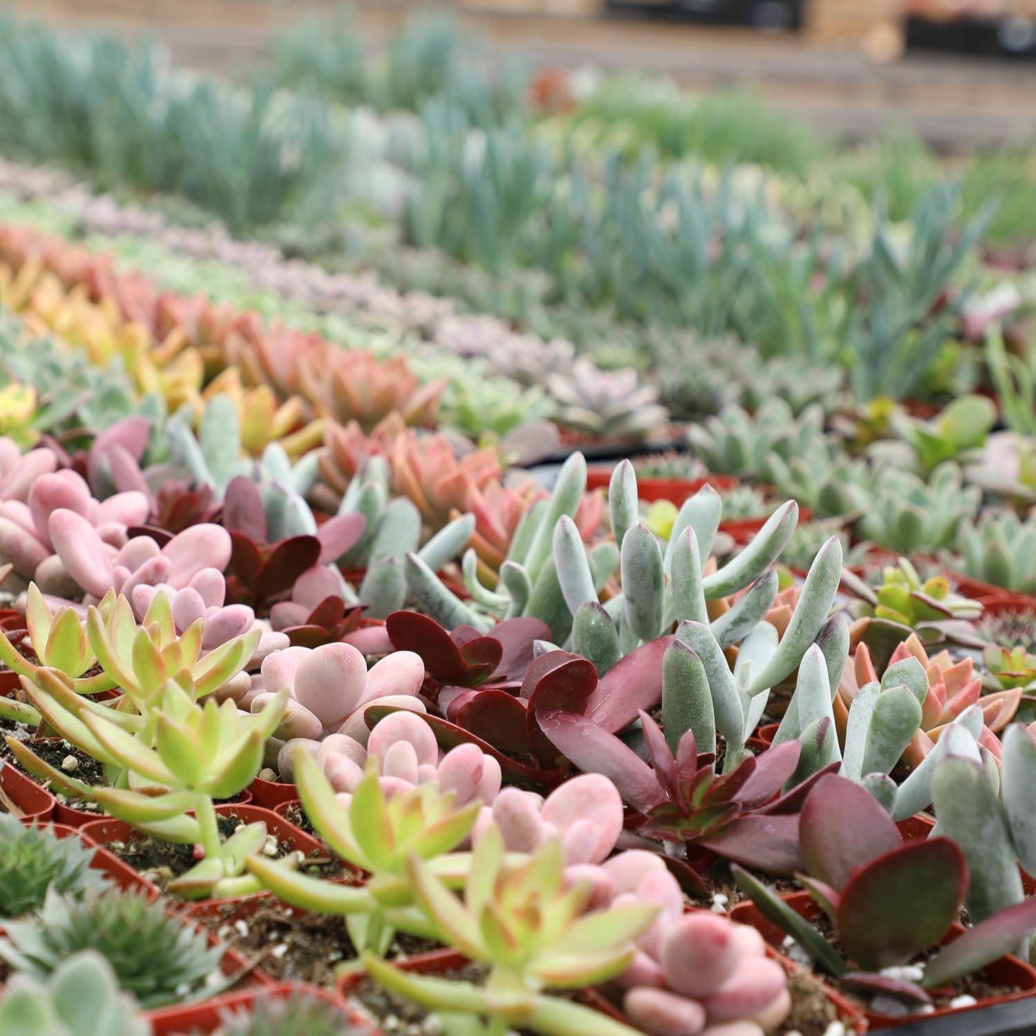 Altman Specialty Plants Live Succulent Plant in Nursery Pot