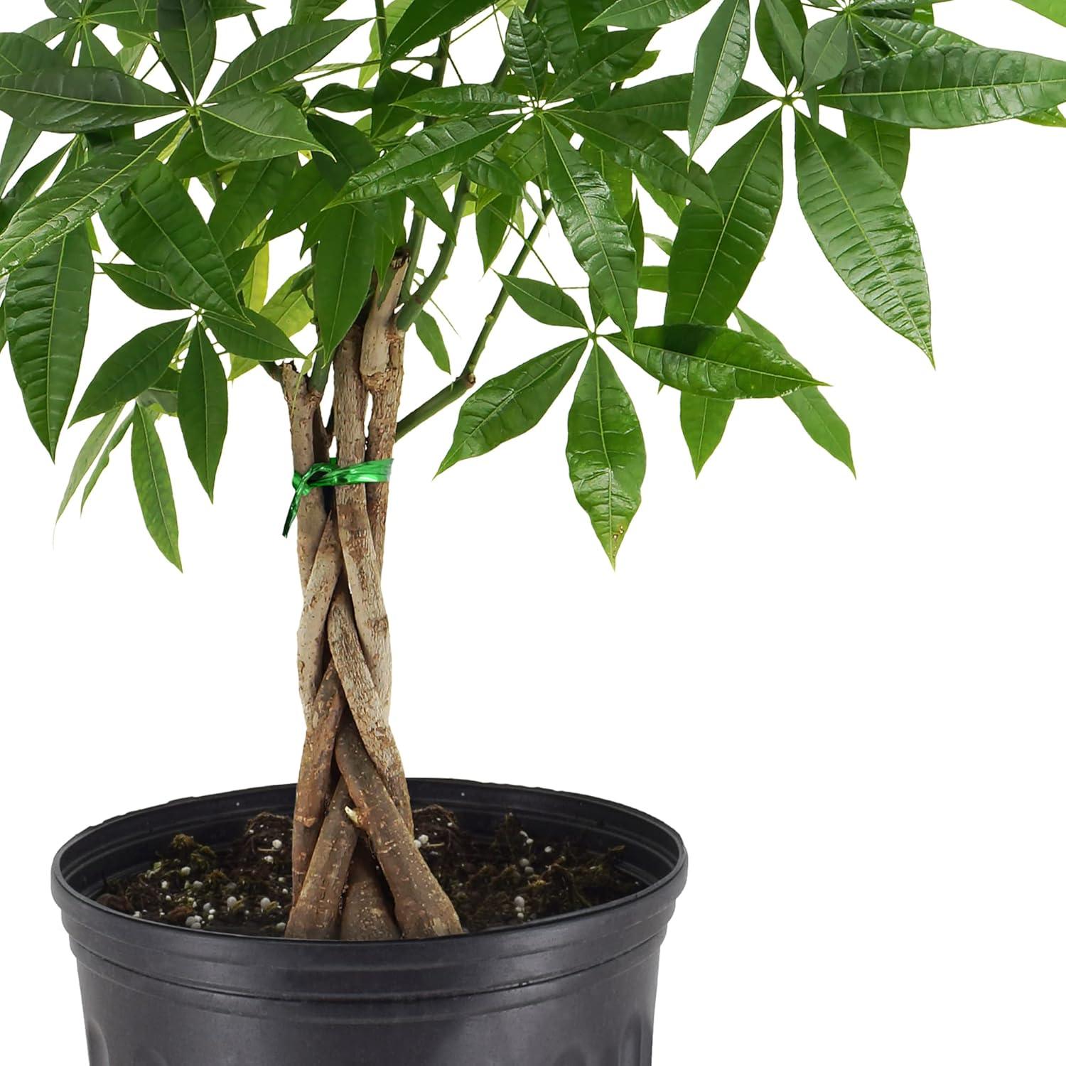 Pachira Aquatica Money Tree in Black Plastic Pot