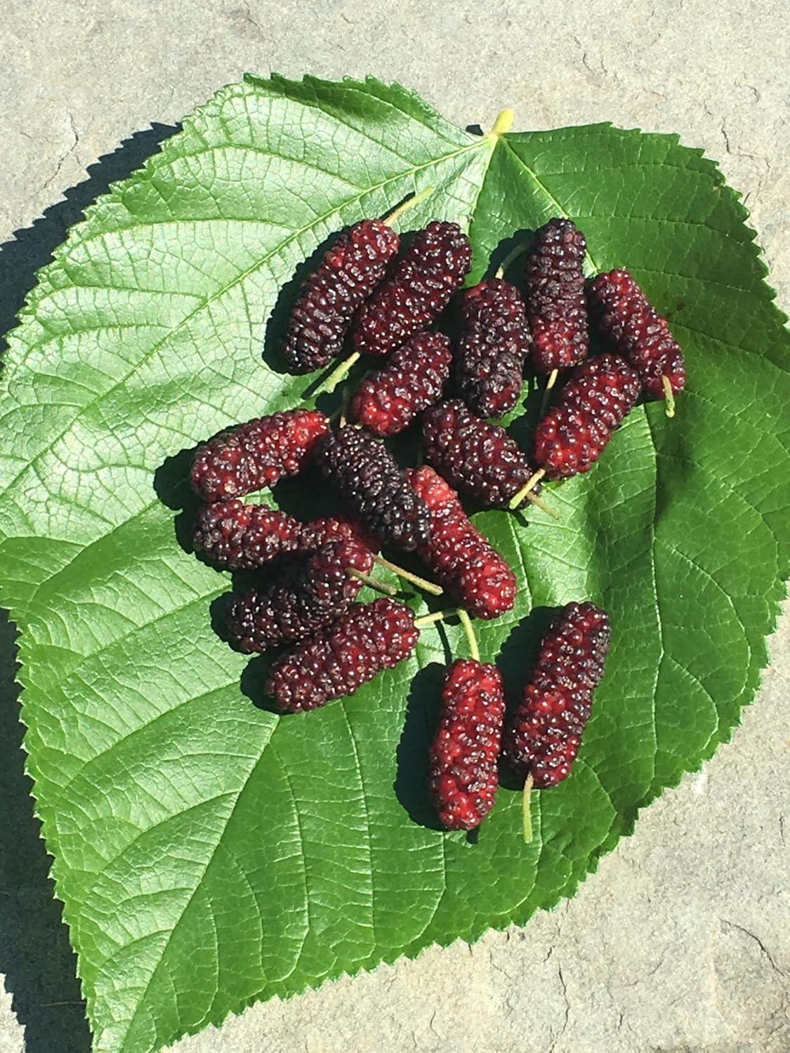 Everbearing Mulberry Tree in 4 Inch Pot for Patio and Garden