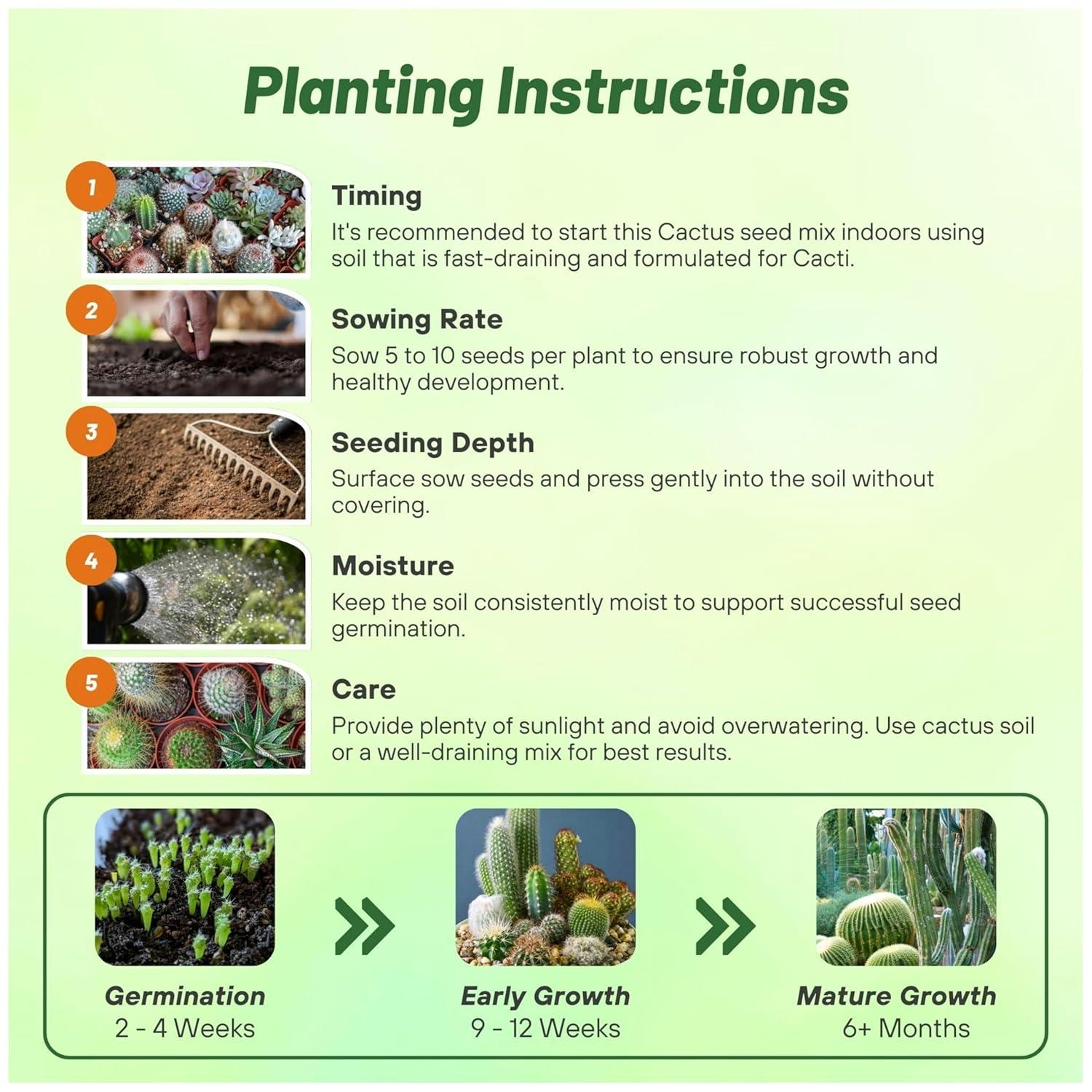 2000 Seeds Green and Brown Cactus Succulent Mix