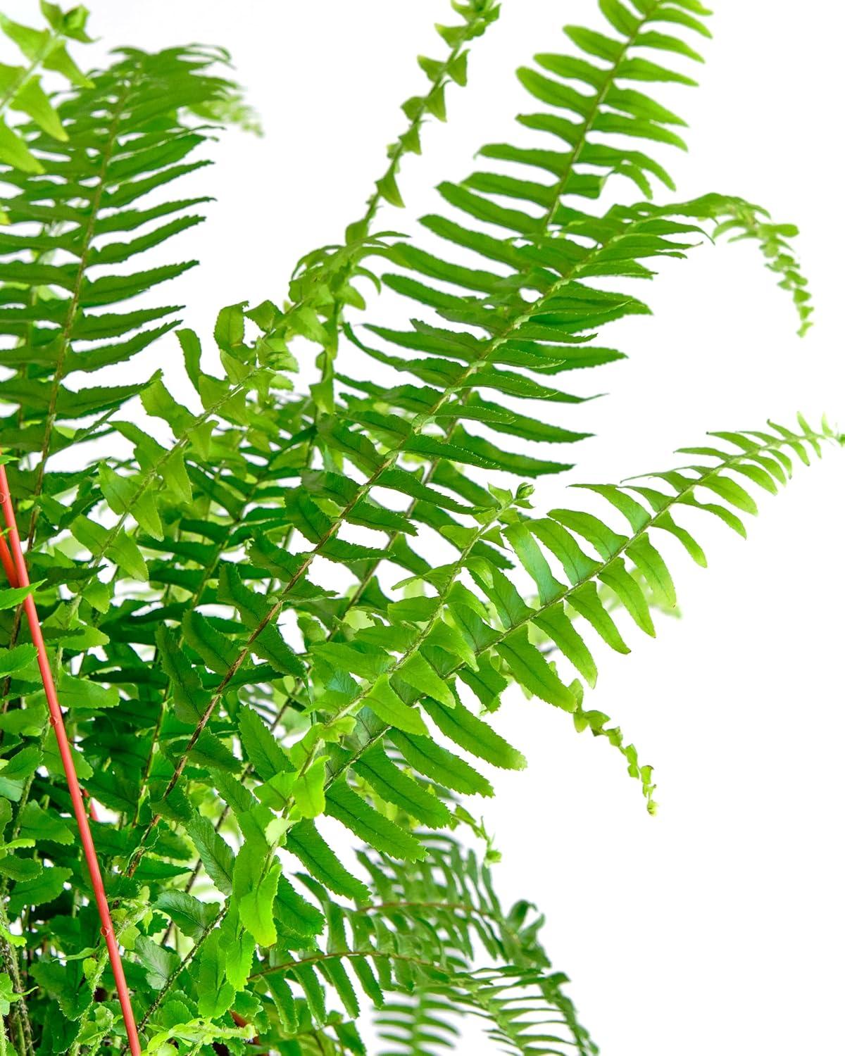 Large Green Fern in Brown Hanging Grower Pot