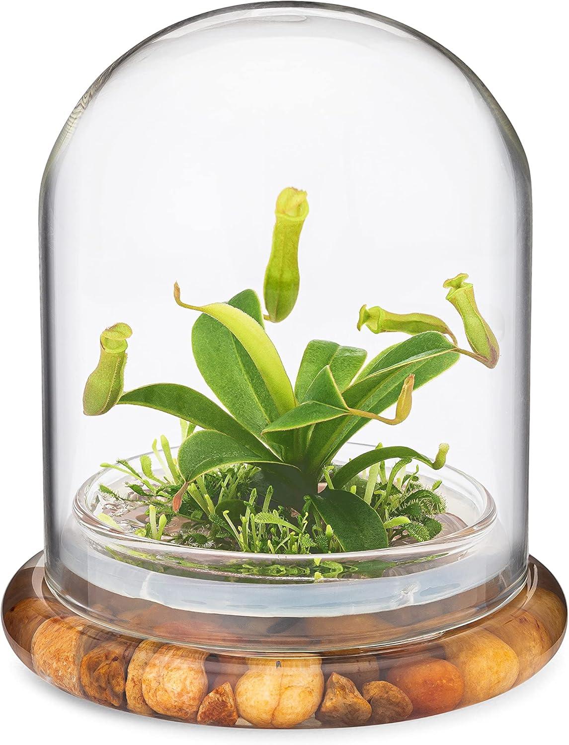 Maintenance Free Live Pitcher Plant (Nepenthes tobaica) Terrarium with Sundew Moss in Self Sustaining Glass Jar, Maintenance Free, Great Unique Gift and Home Décor, 100% Growth Guarantee