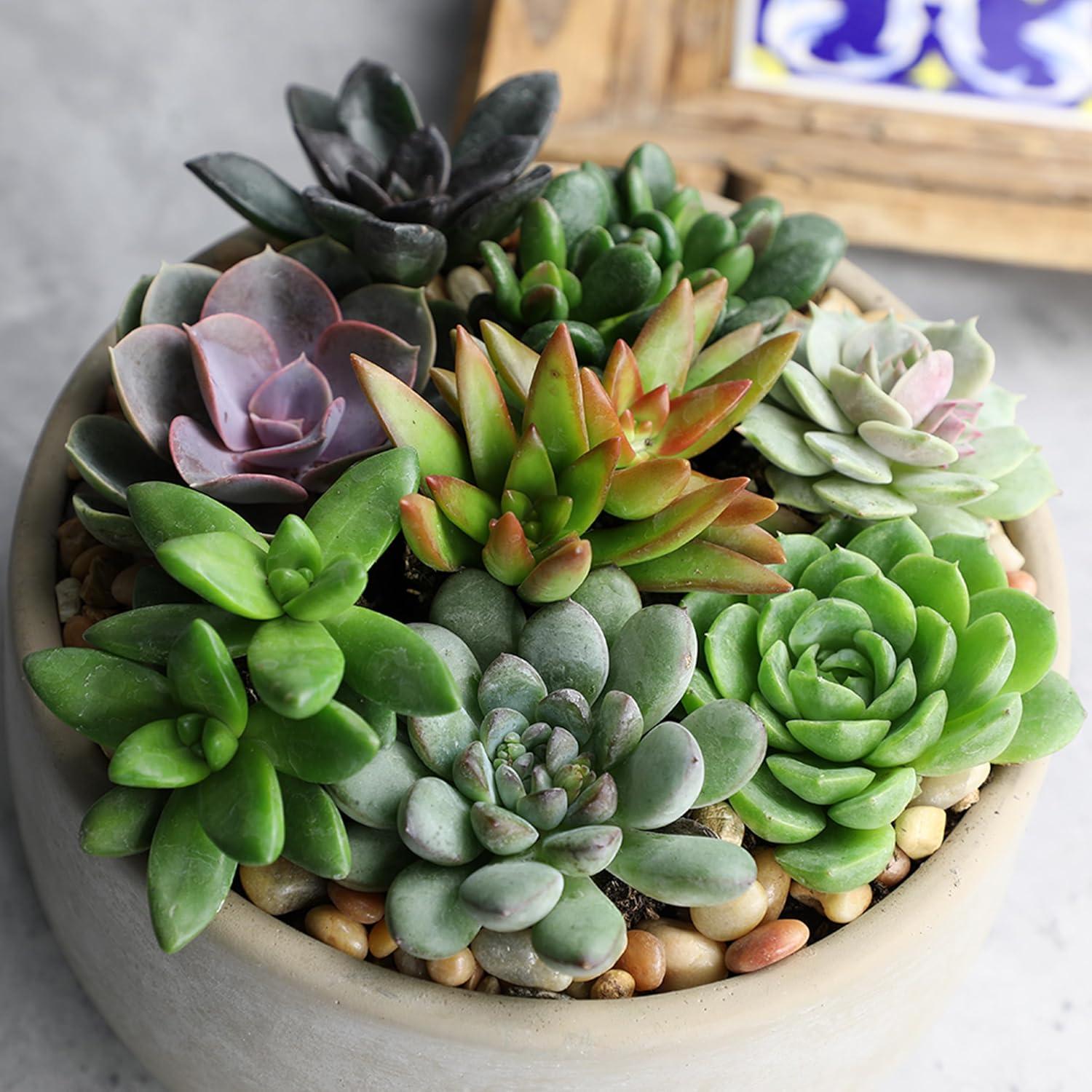 Altman Specialty Plants Live Succulent Plant in Nursery Pot