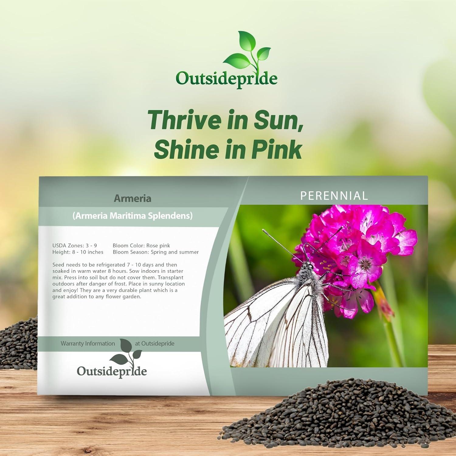 Outsidepride Perennial Armeria Maritima Ground Cover Plant Seed for Full Sun - 2000 Seeds