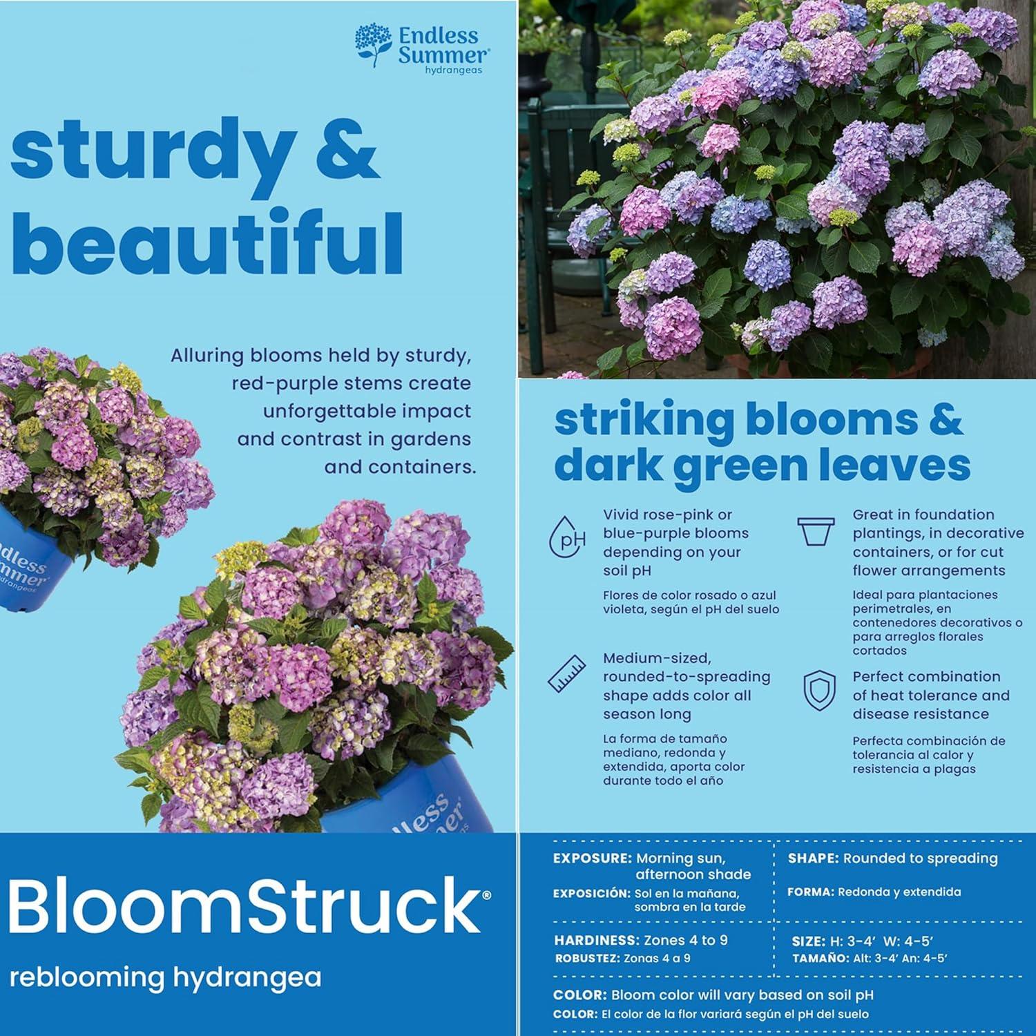 Endless Summer Bloomstruck Hydrangea Live Shrub (2 Gallon)