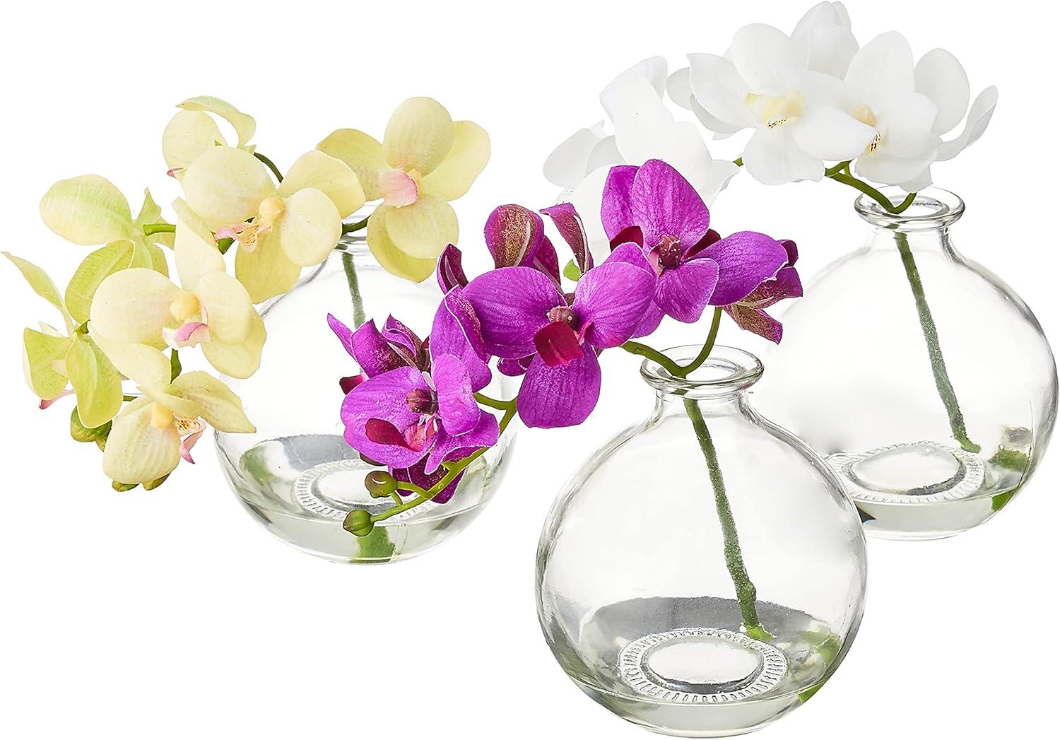 Elegant Trio Phalaenopsis Orchid & Philodendron Potted Arrangement