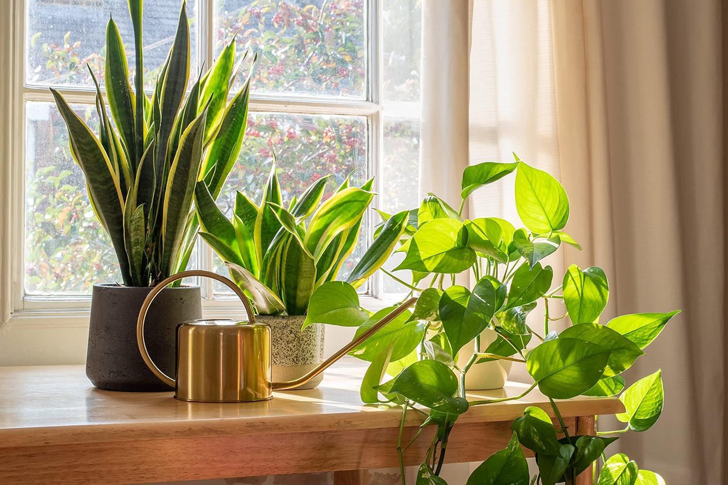 American Plant Exchange American Plant Exchange Marble Queen Pothos, 6-Inch Pot, Live Vining Plant, Easy Care Houseplant for Home & Garden