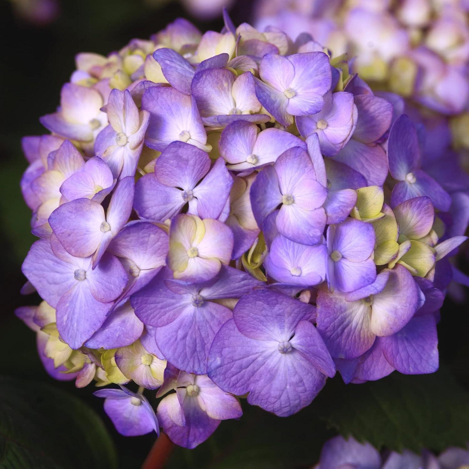 Endless Summer Bloomstruck Hydrangea Live Shrub (2 Gallon)