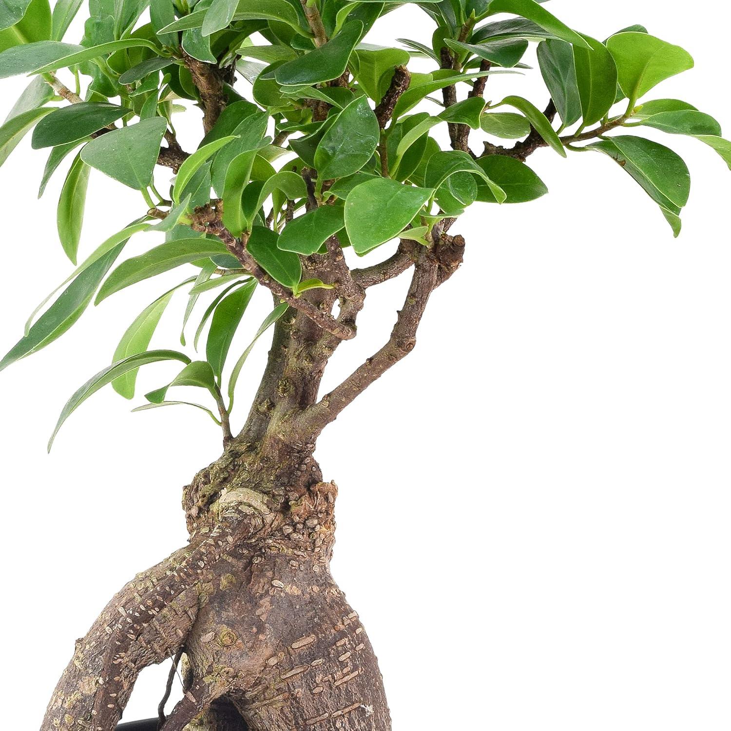 Primrue 13'' Ficus Plant