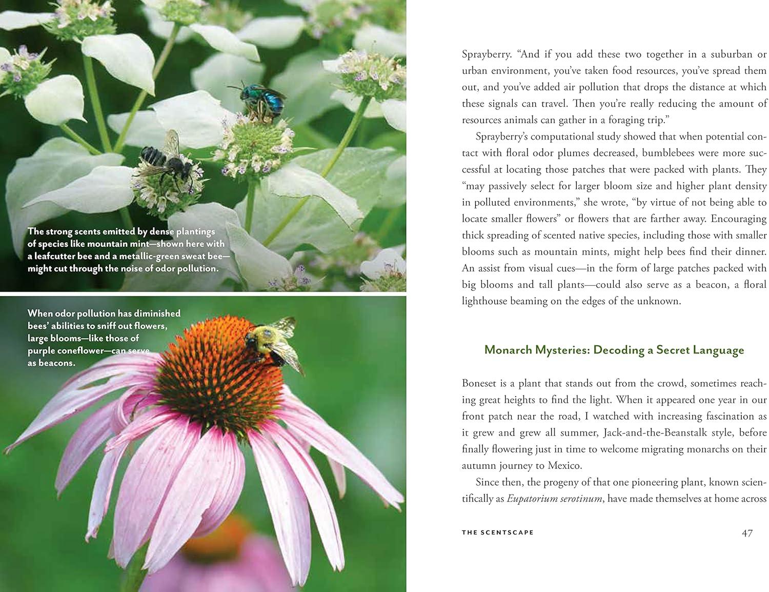 Wildscape Hardcover Book: Sensory Wonders of Nature
