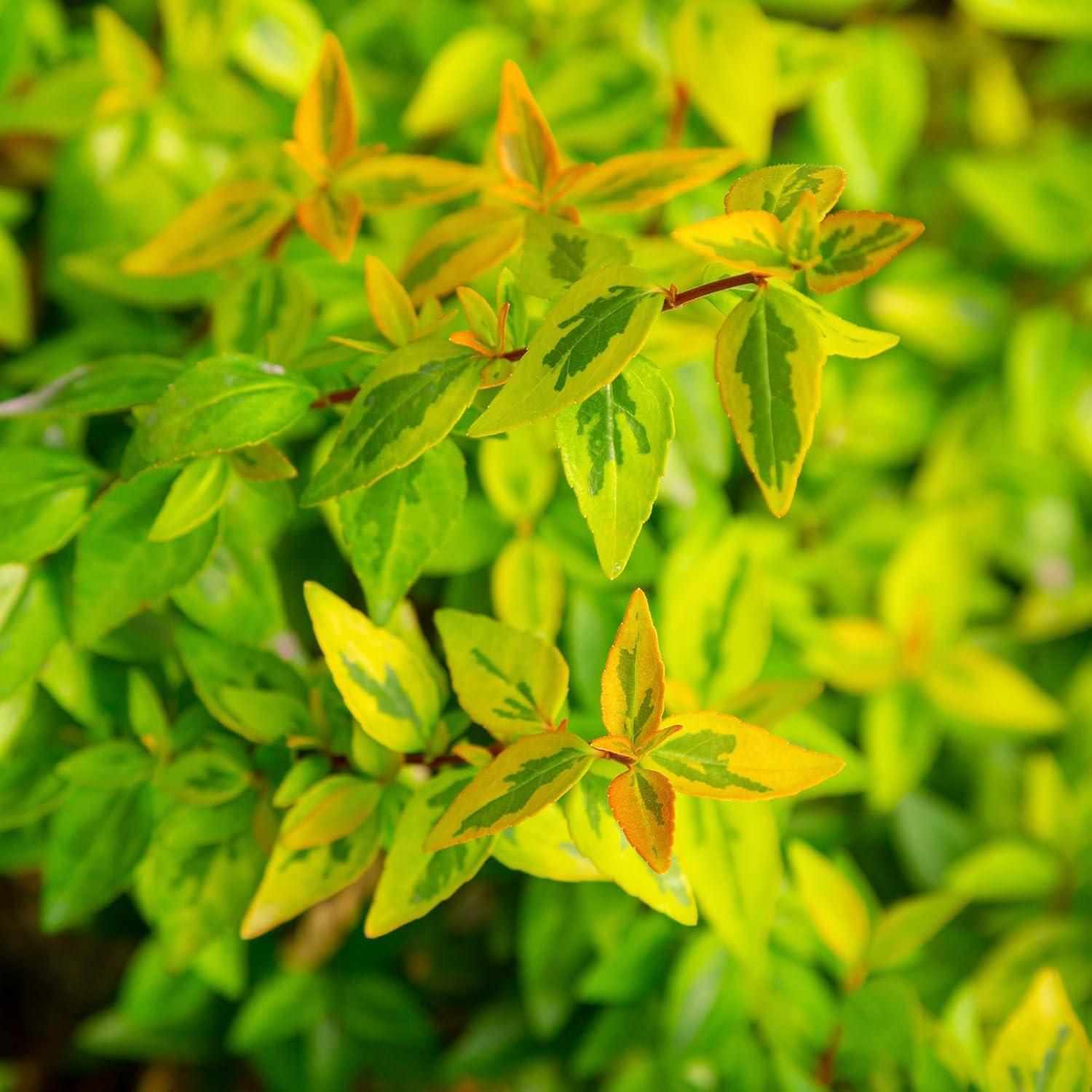 Southern Living Abelia Kaleidoscope Live Shrub in 2-Gallon Grower Pot