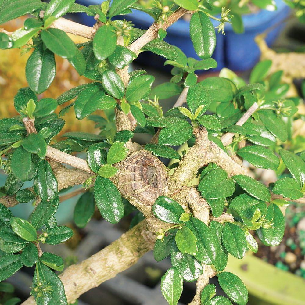 Brussel's Fukien Tea Bonsai - Medium - (Indoor)