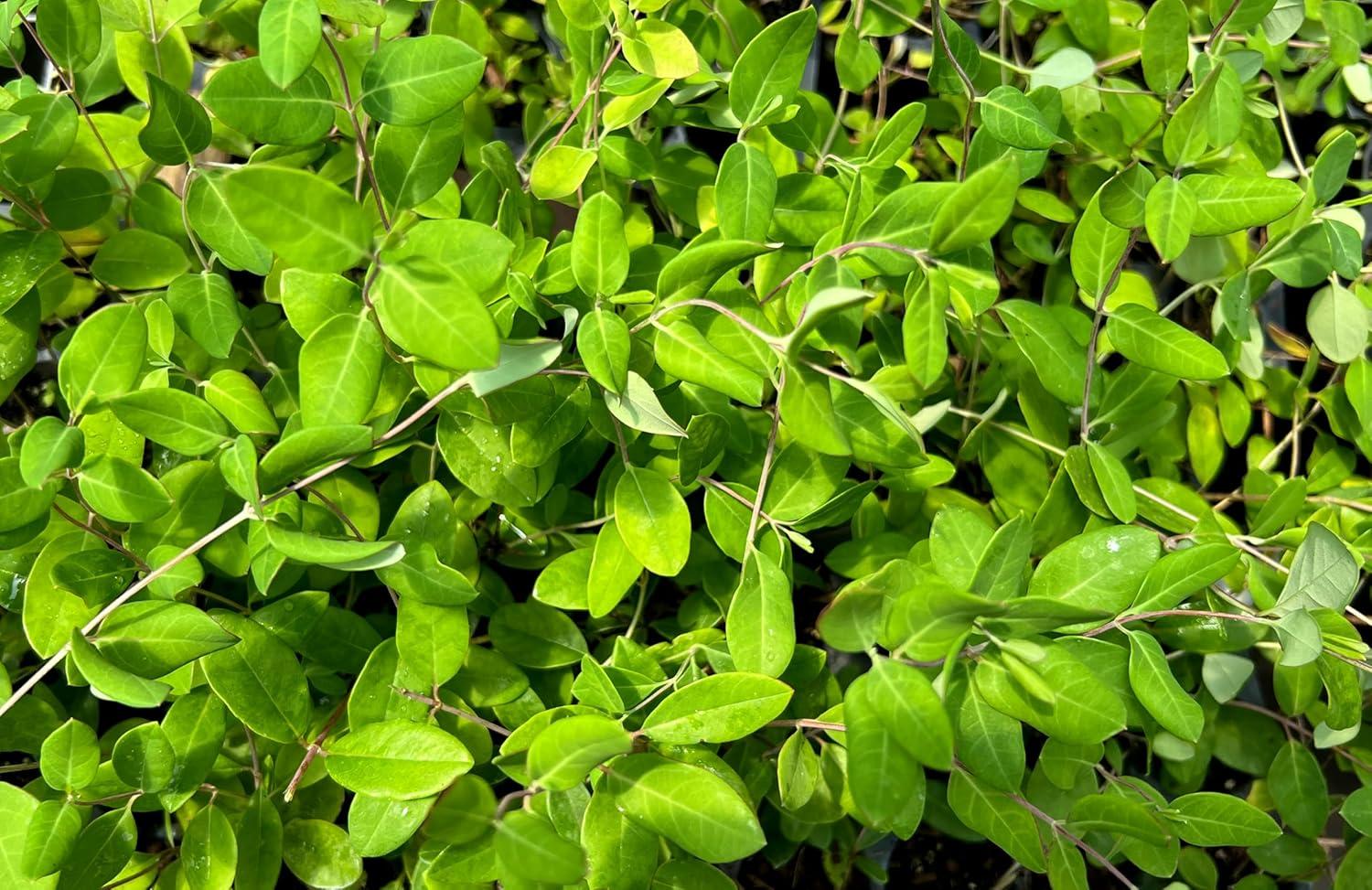 Coral Honeysuckle 3-Pack Live Plants for Hummingbirds