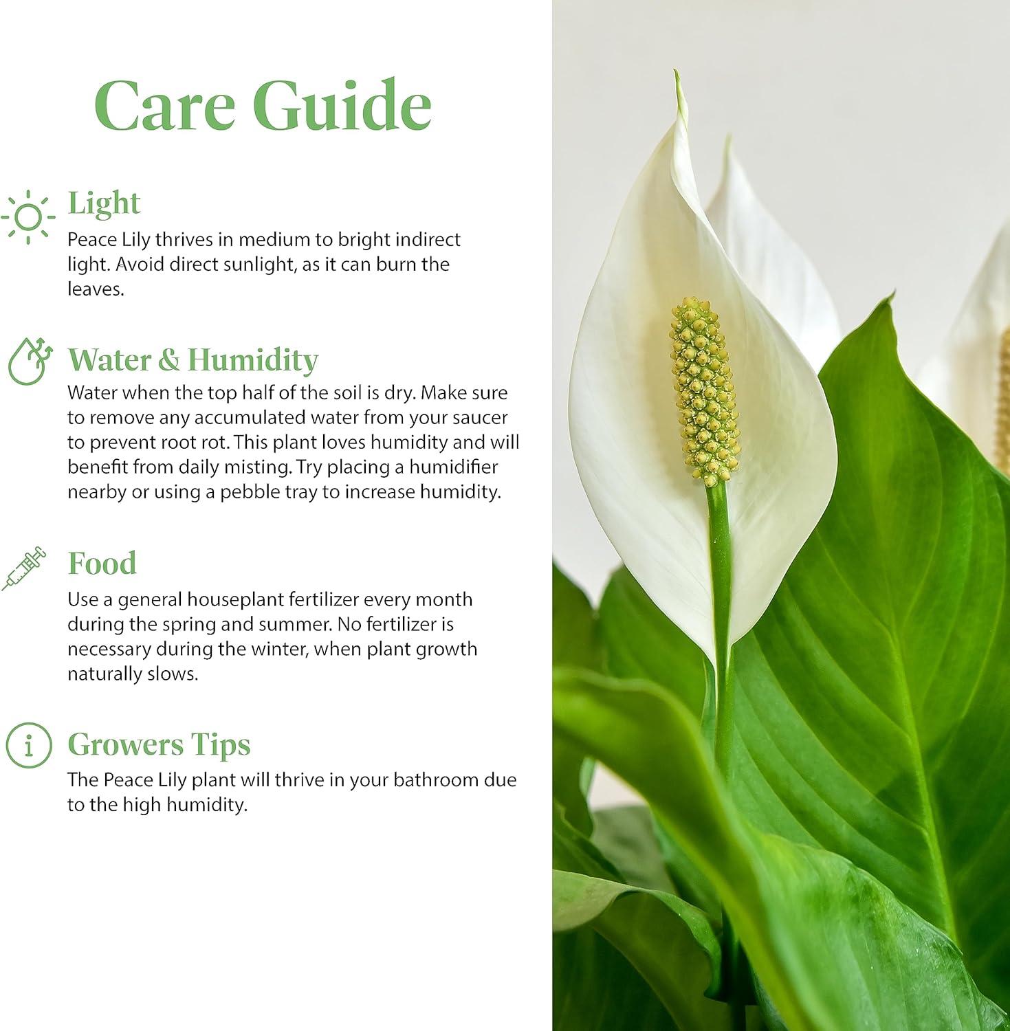 American Plant Exchange Spathiphyllum Peace Lily, Live Flowering Plant, 6-Inch Pot, Low-Light, Easy Care, Air-Purifying Houseplant