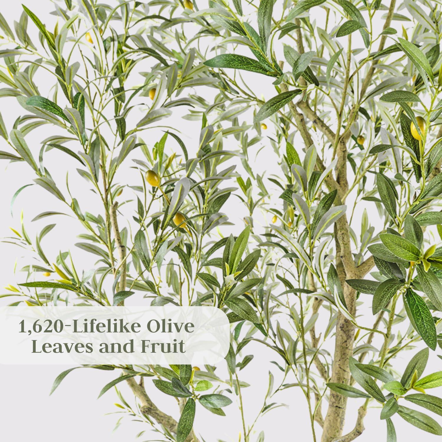 CG Hunter 7FT Olive Tree KD