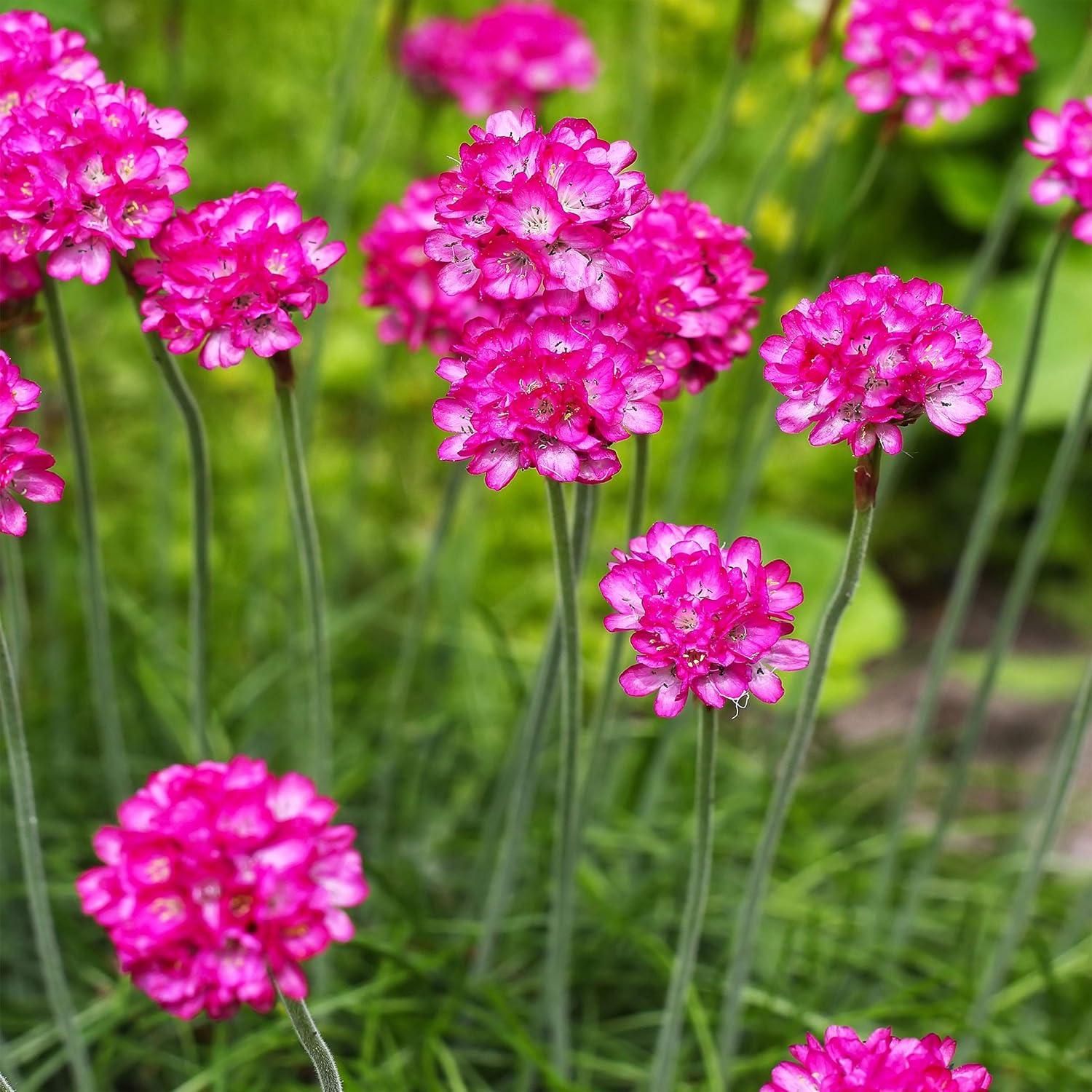 Outsidepride Perennial Armeria Maritima Ground Cover Plant Seed for Full Sun - 2000 Seeds