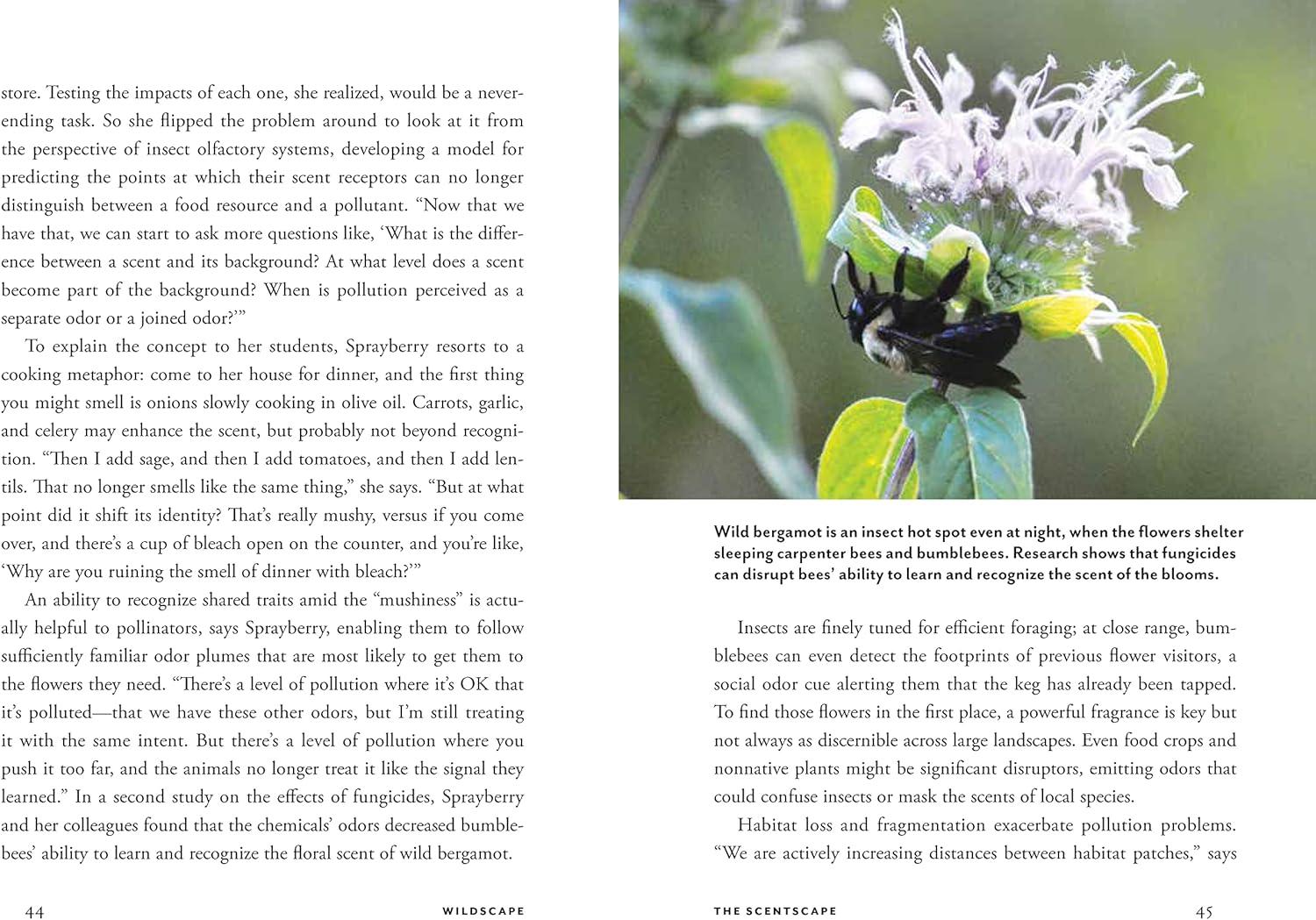 Wildscape Hardcover Book: Sensory Wonders of Nature