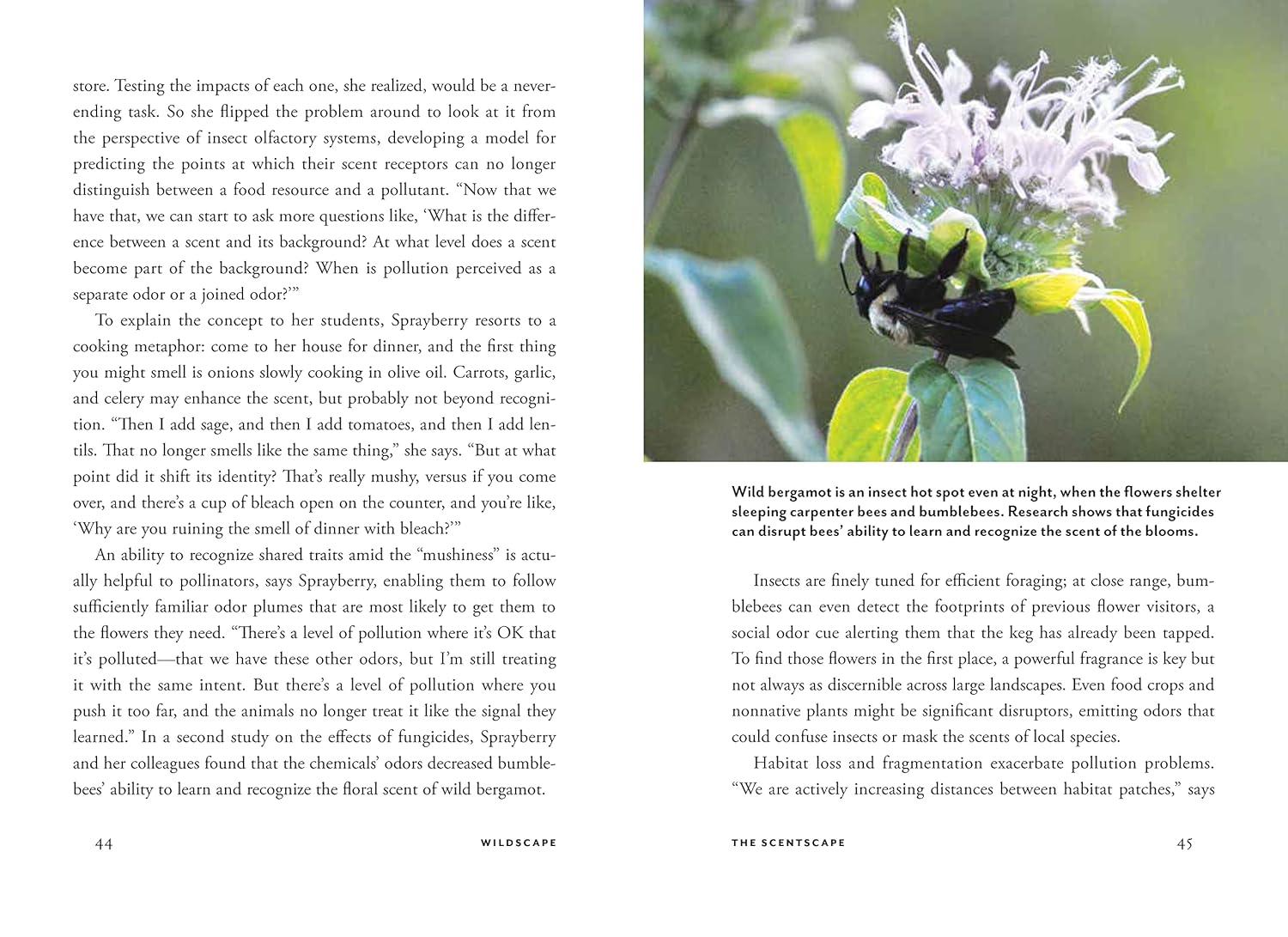 Wildscape Hardcover Book: Sensory Wonders of Nature
