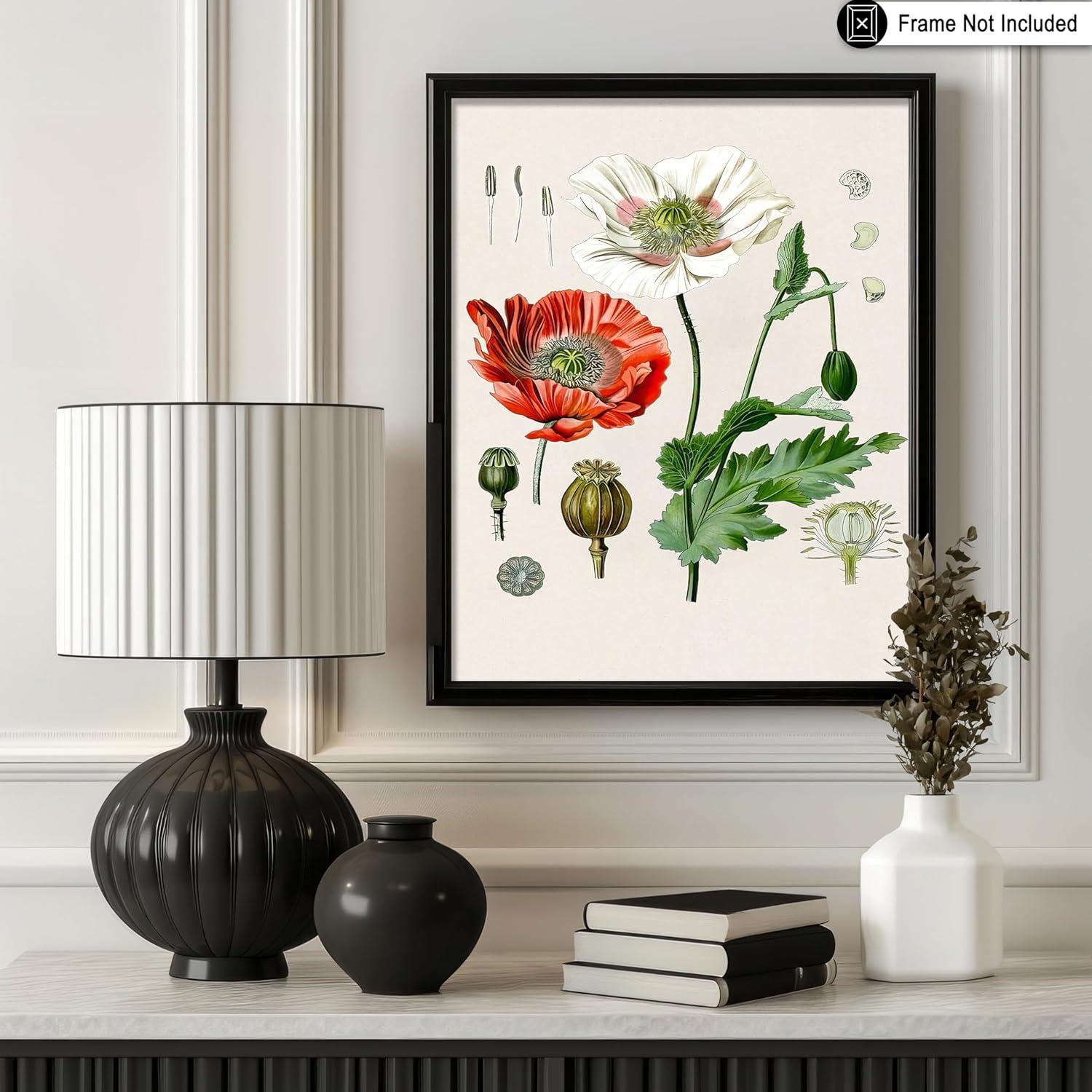 Poster Master Vintage Botanical Poster - Retro Floral Illustration Print - 8x10 UNFRAMED Wall Art - Gift for Artist, Friend - Opium Poppy, Papaver Somniferum, Red Flower - Wall Decor for Home, Office