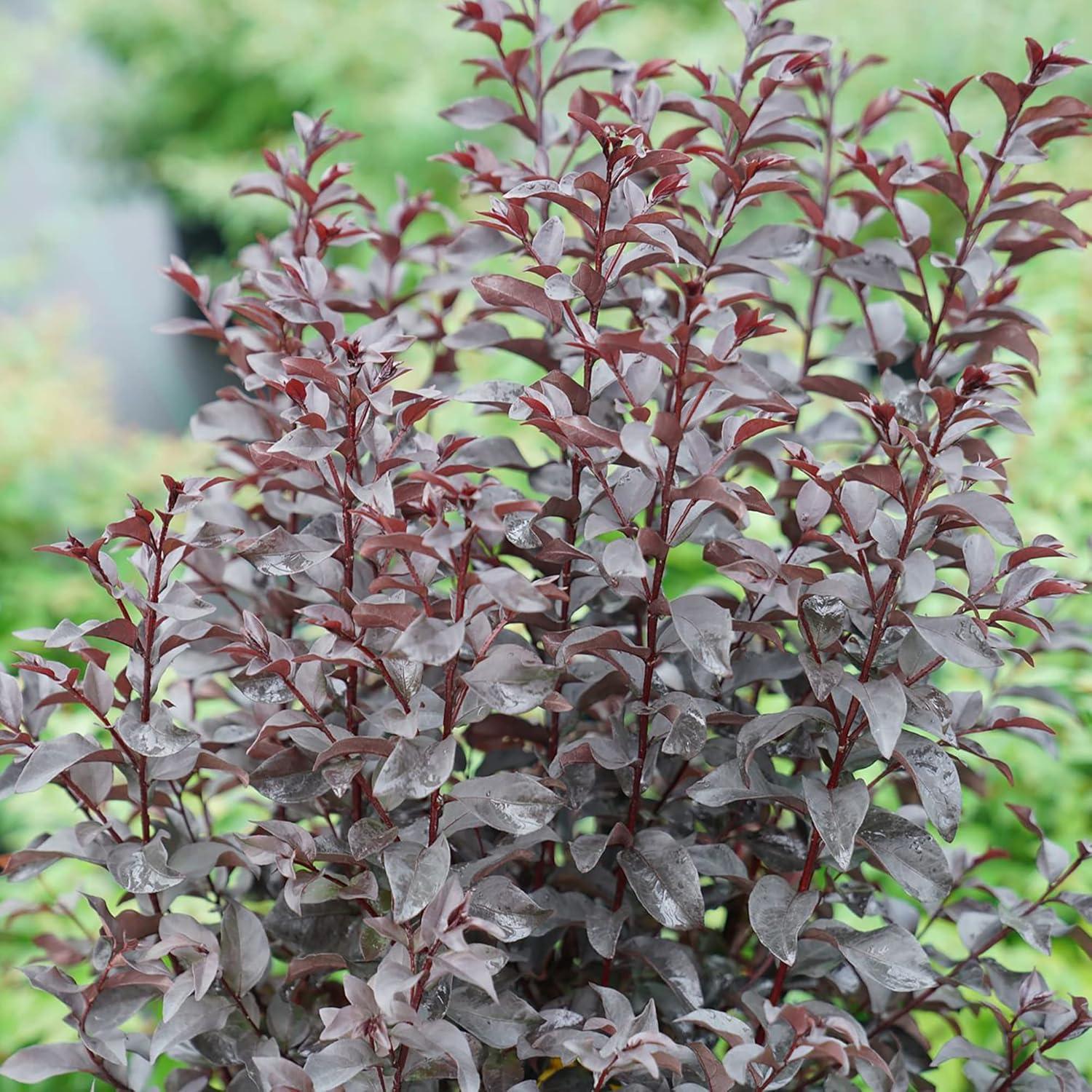 2 Gallon Red Center Stage Crape Myrtle Shrub