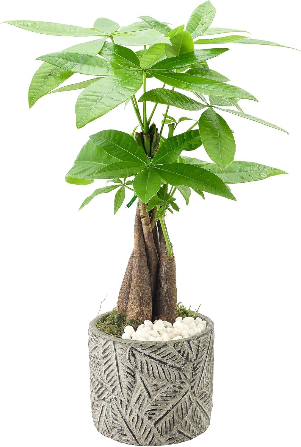 Arcadia Garden Products Live Money Tree (Pachira Aquatica) (Jade Plant) Plant in Ceramic Planter