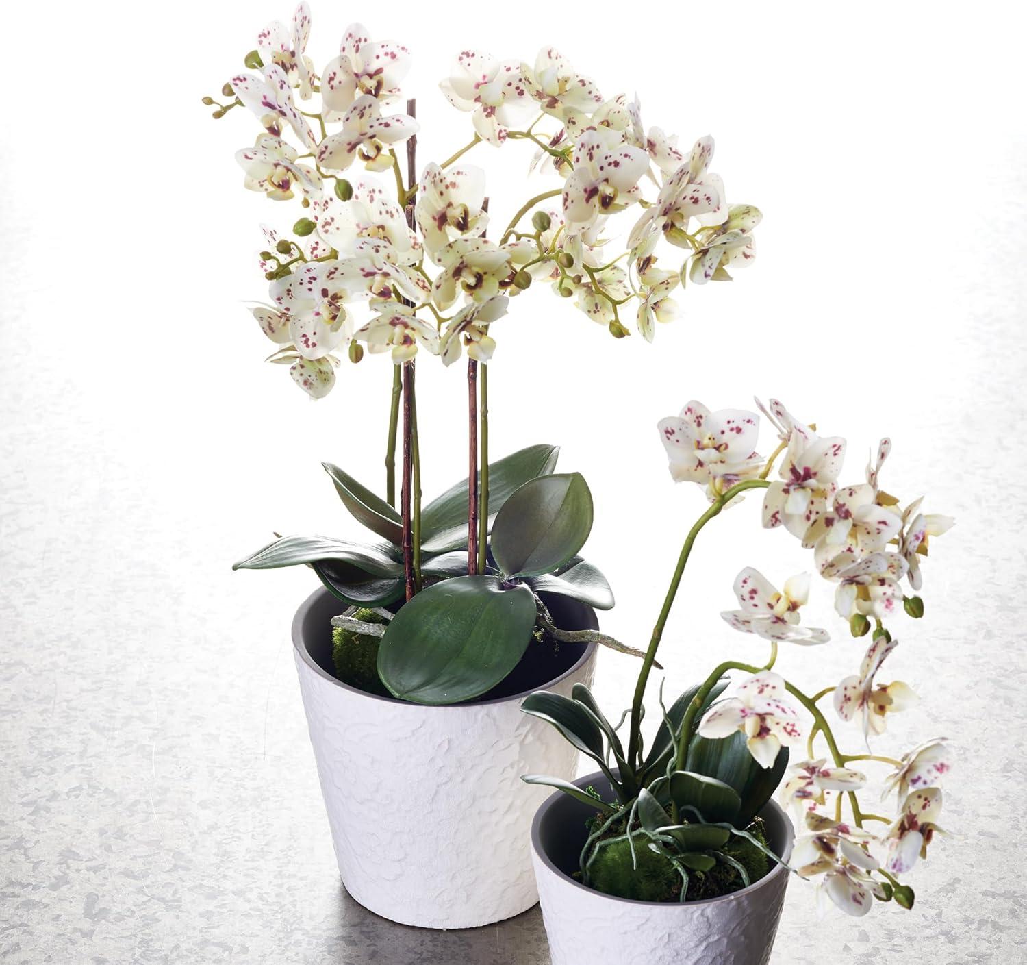Plum & Post Phalaenopsis Orchid Faux (Fake) Drop-In 20"