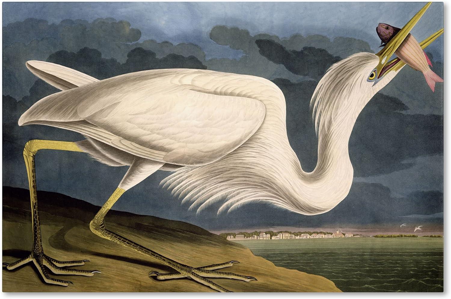 Art.com Great White Heron Art Print by John James Audubon, 24" x 16"